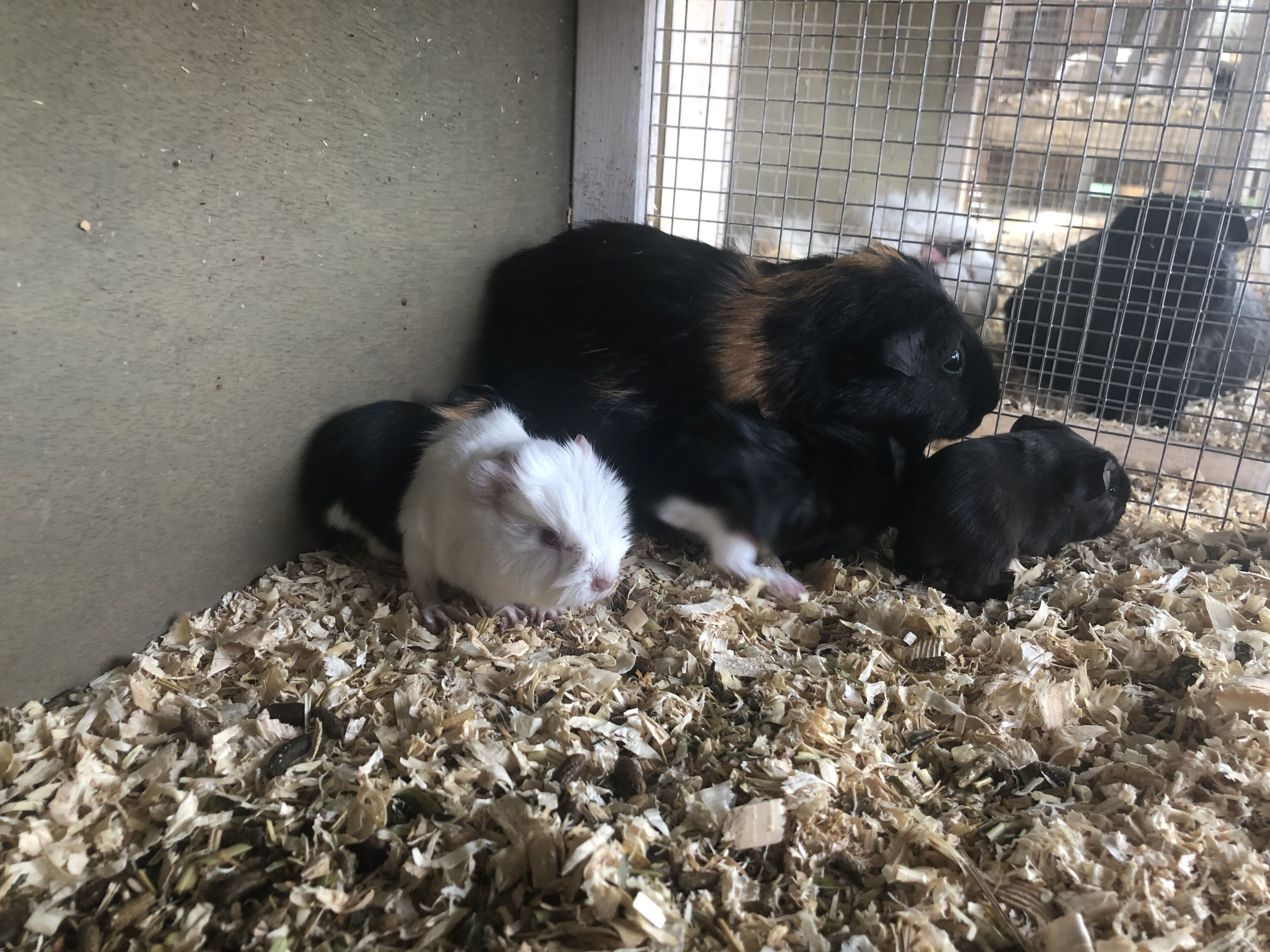 Sarah's On Greenacres