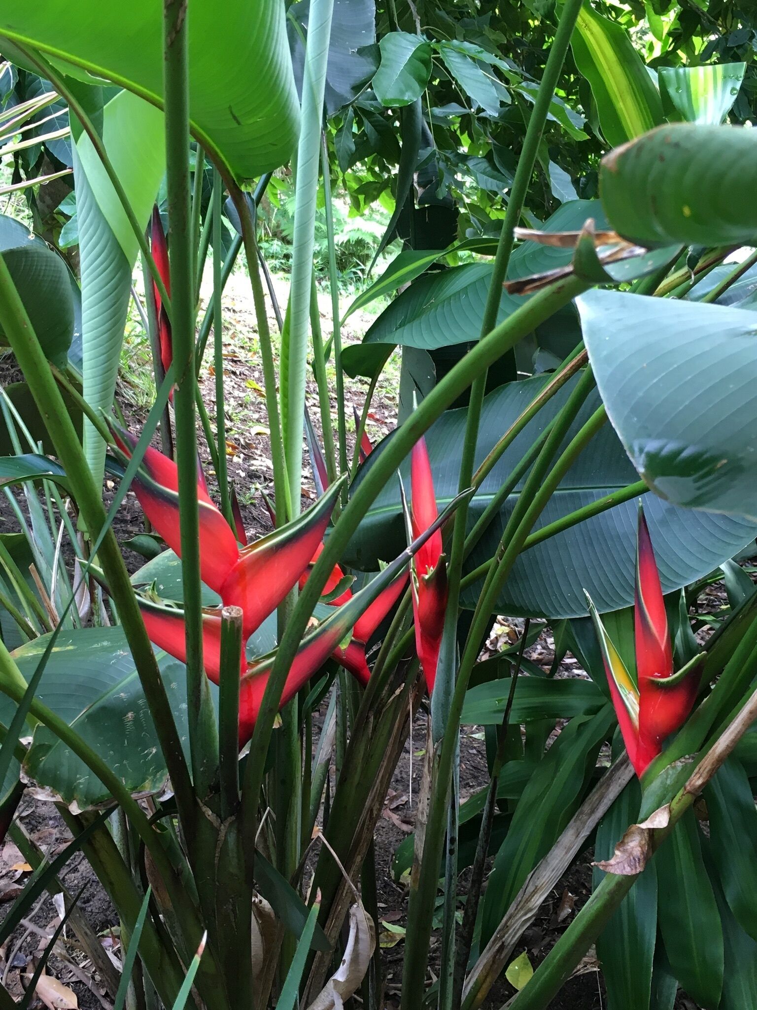 BRAND NEW Private retreat/cabin nestled in the forest and fully self contained