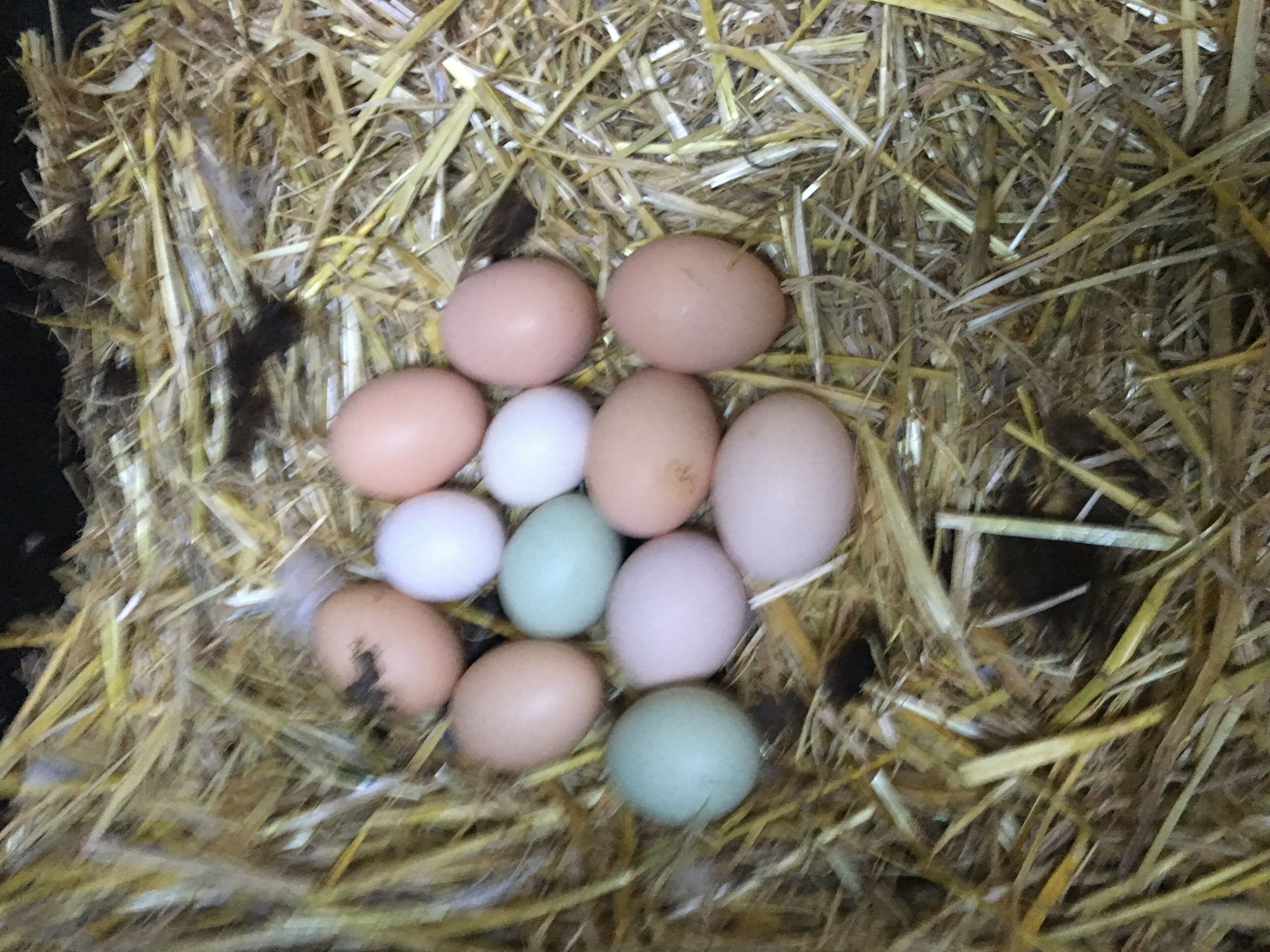 BRAND NEW Private retreat/cabin nestled in the forest and fully self contained