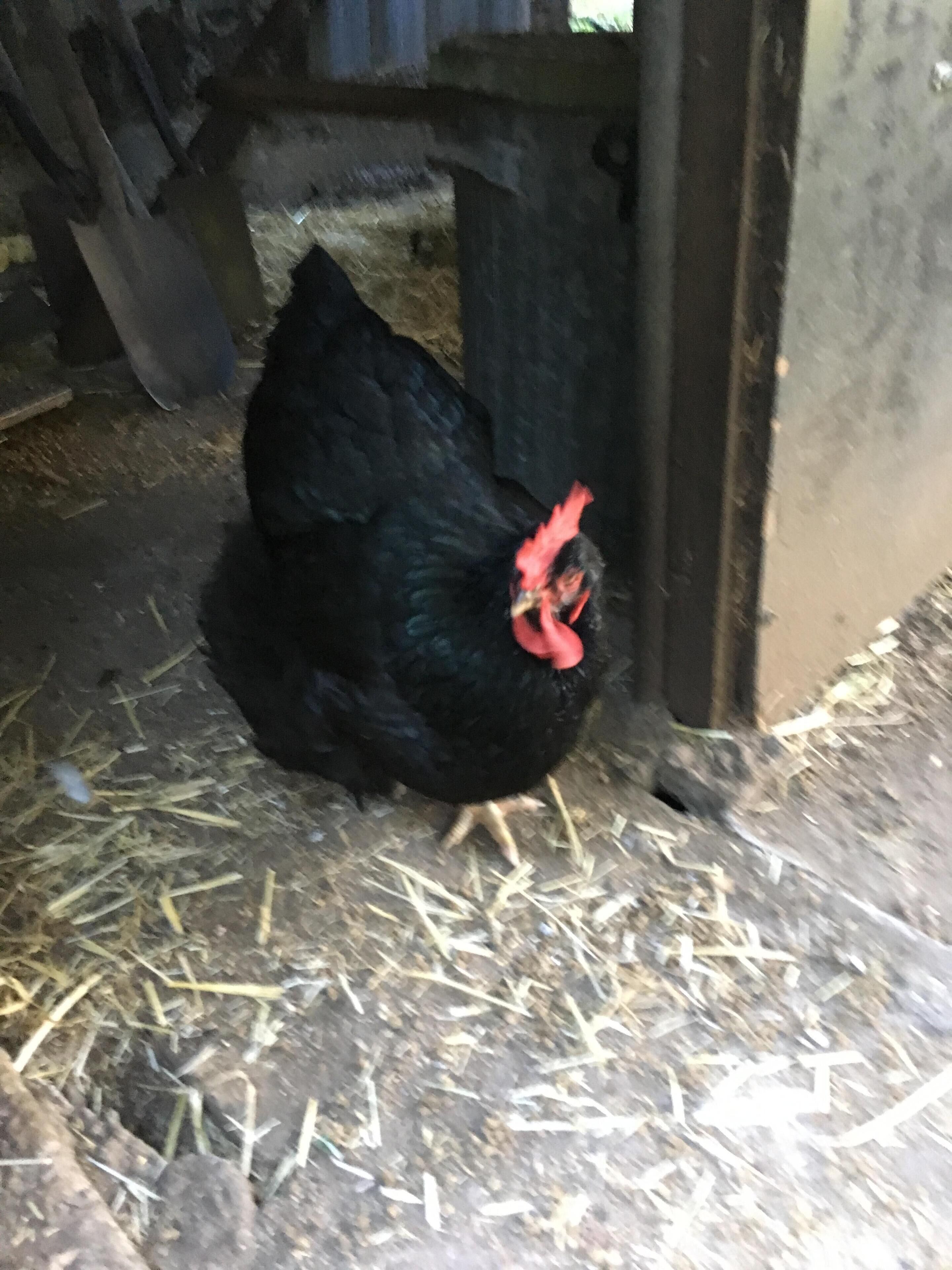 BRAND NEW Private retreat/cabin nestled in the forest and fully self contained