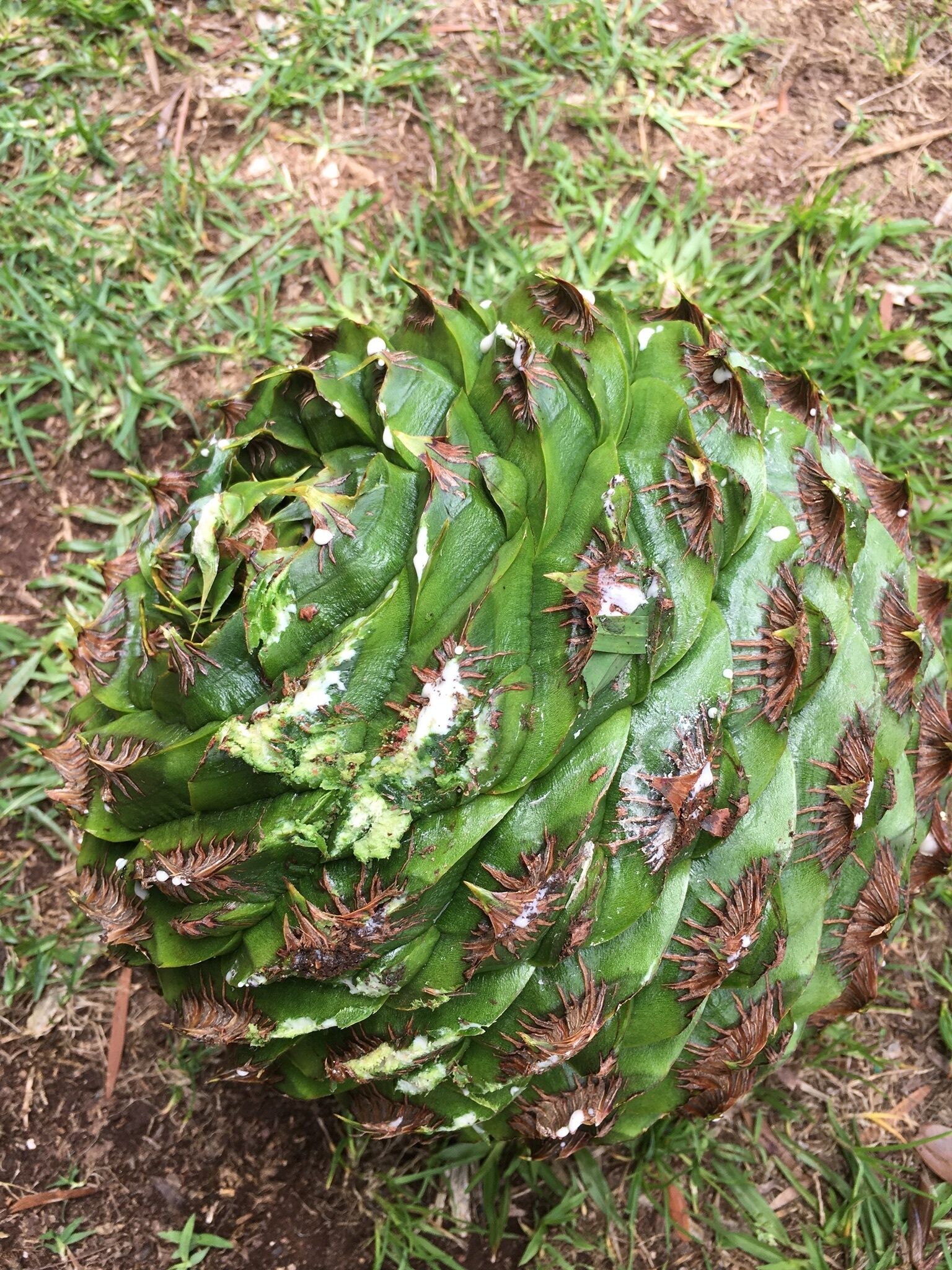 BRAND NEW Private retreat/cabin nestled in the forest and fully self contained