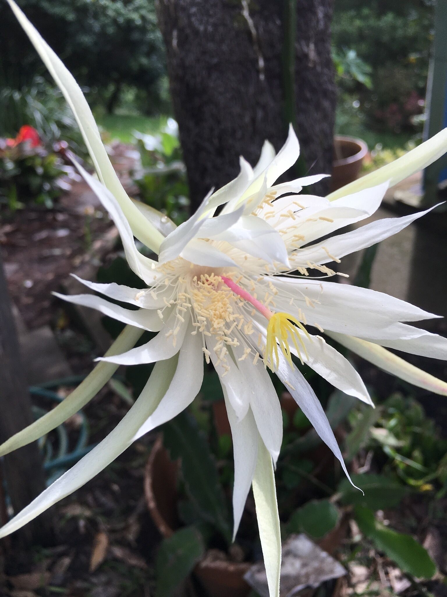 BRAND NEW Private retreat/cabin nestled in the forest and fully self contained