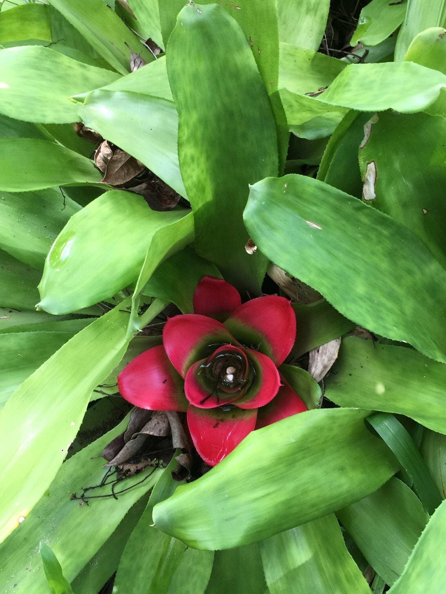 BRAND NEW Private retreat/cabin nestled in the forest and fully self contained