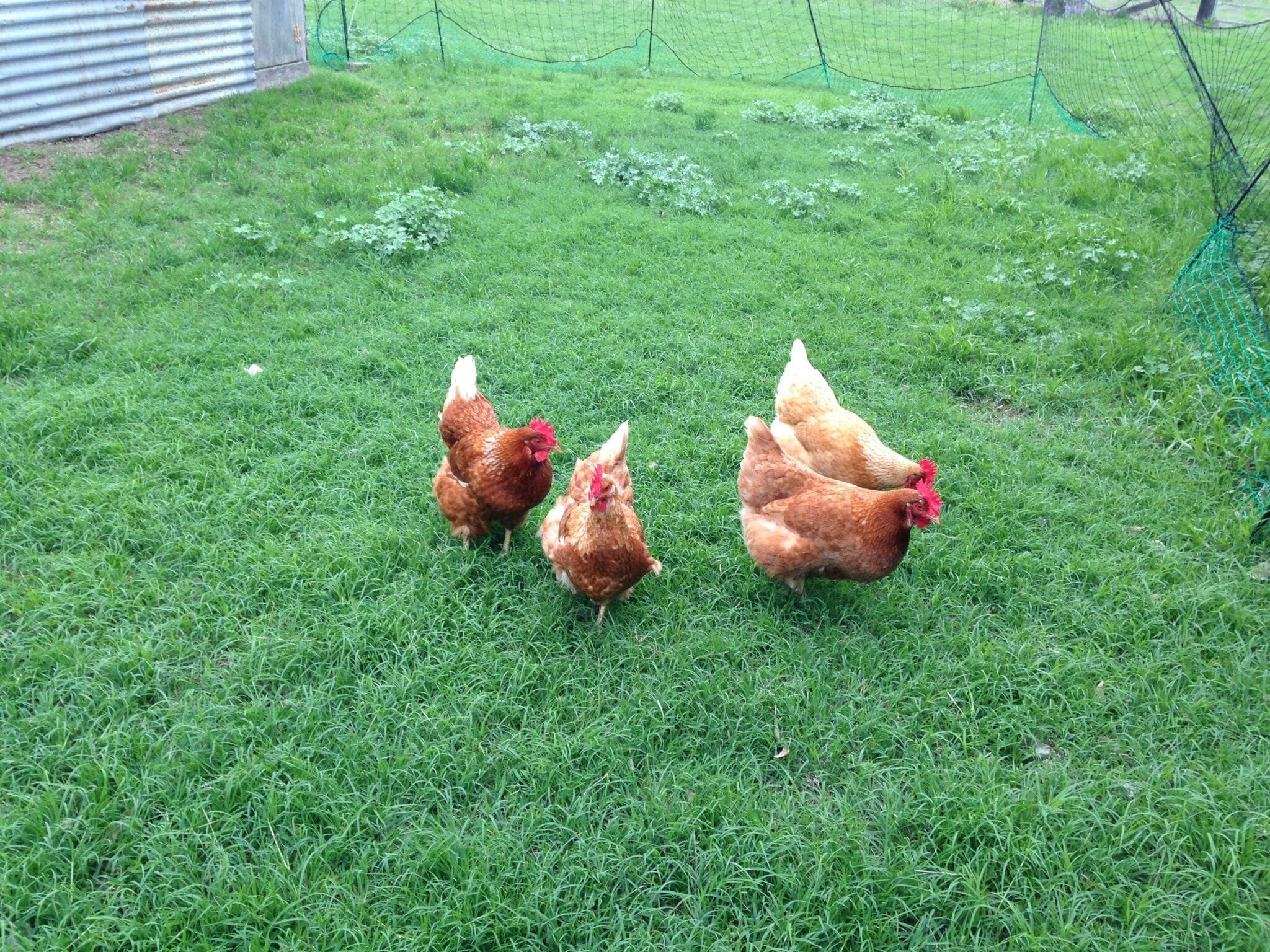 Delightful Queensland ..Country Cottage..With Comfort and Style