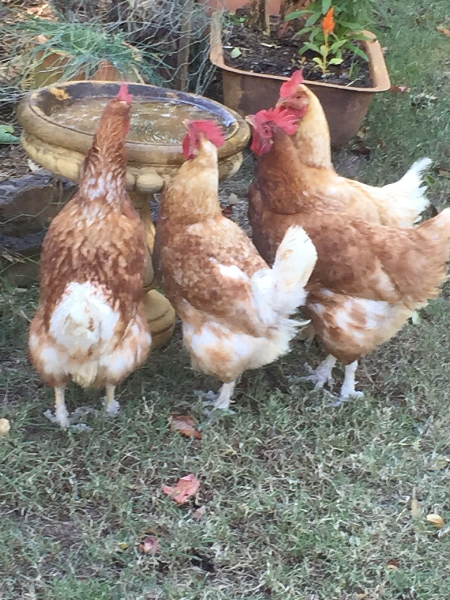 Delightful Queensland ..Country Cottage..With Comfort and Style