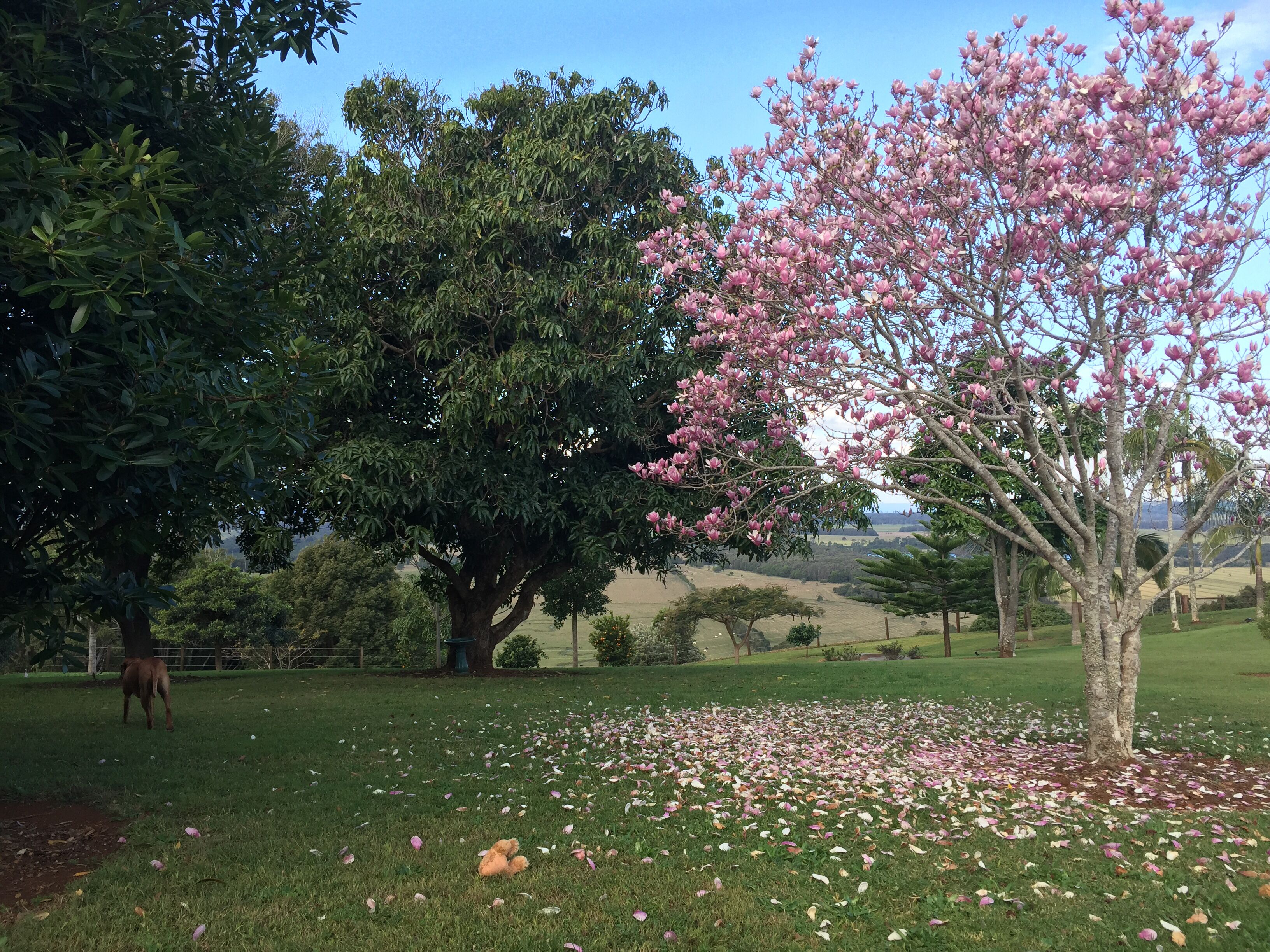 Ocean vista retreat near Lennox Head & Byron Bay.
