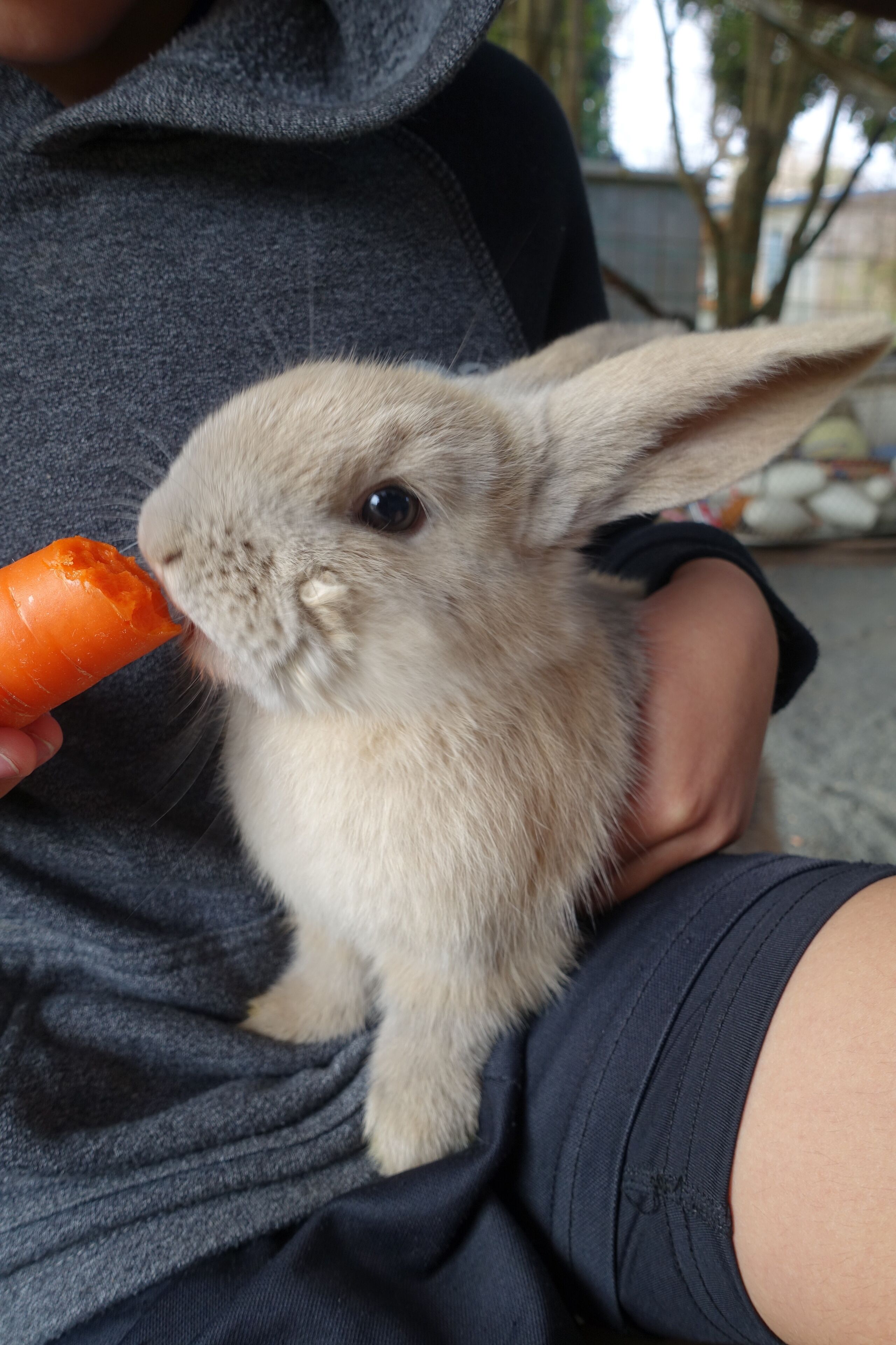 Mudgees Getaway Cottages