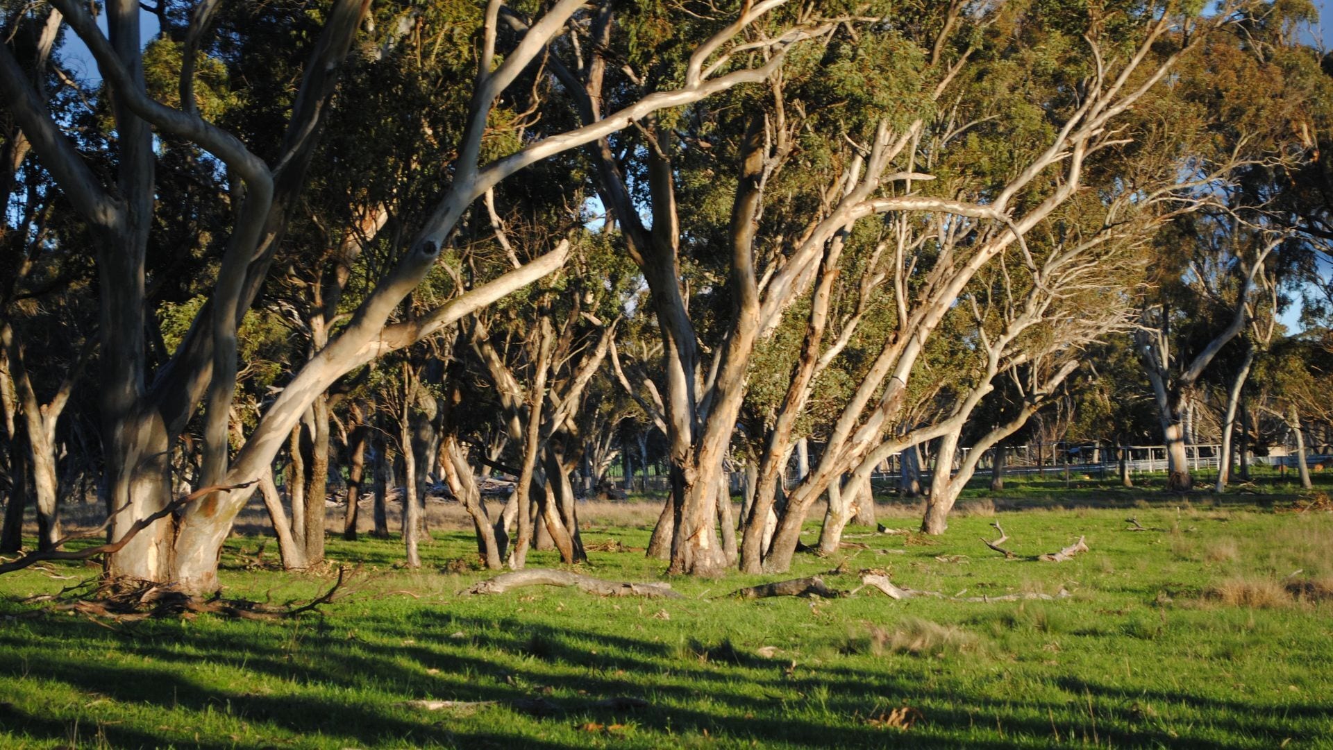 Waterloo Stockmans Cottage - Historic Rural Property