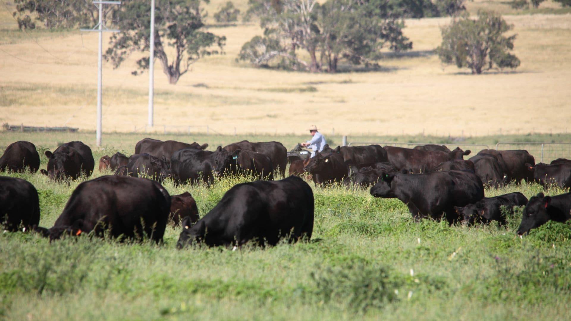 Waterloo Stockmans Cottage - Historic Rural Property