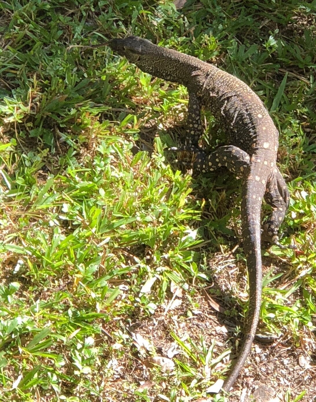 Gunnadoo - Ocean View Hut With Jacuzzi Private Rainforest Setting