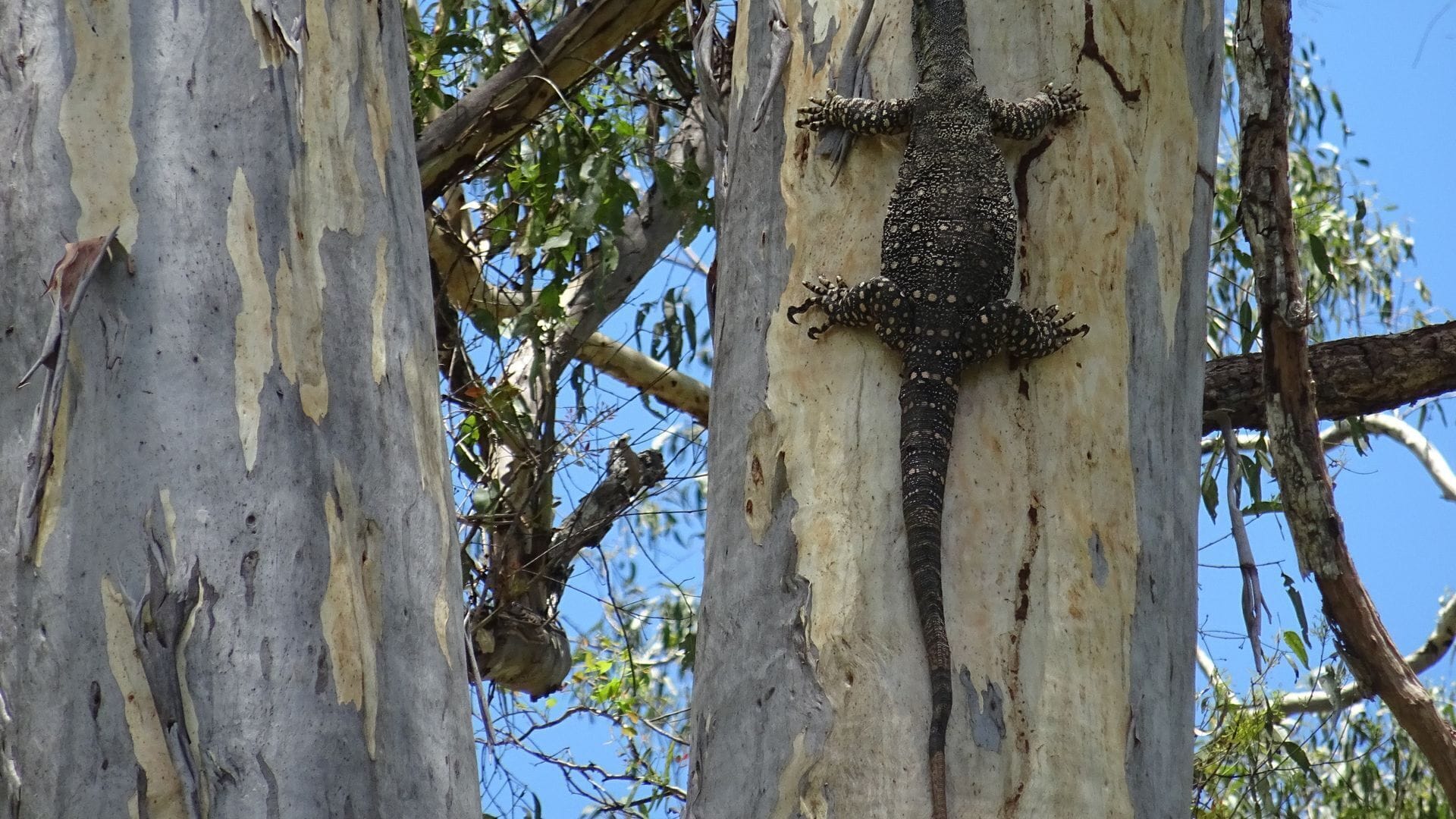 Gypsy Wagon Glamping Port Douglas Hinterland