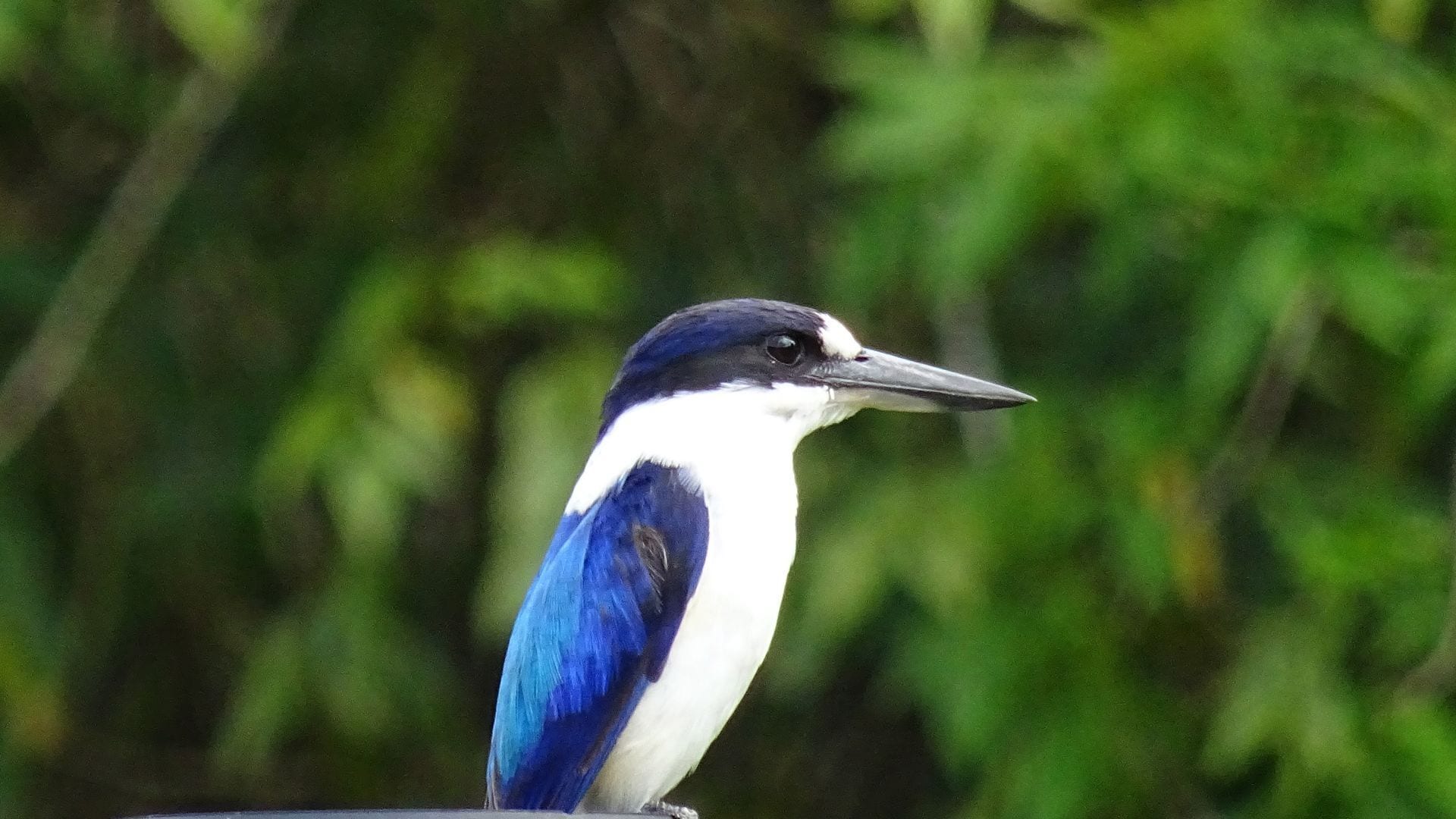 Gypsy Wagon Glamping Port Douglas Hinterland