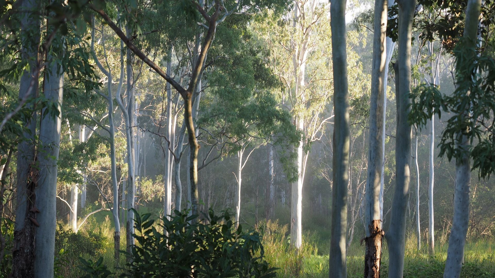Gypsy Wagon Glamping Port Douglas Hinterland