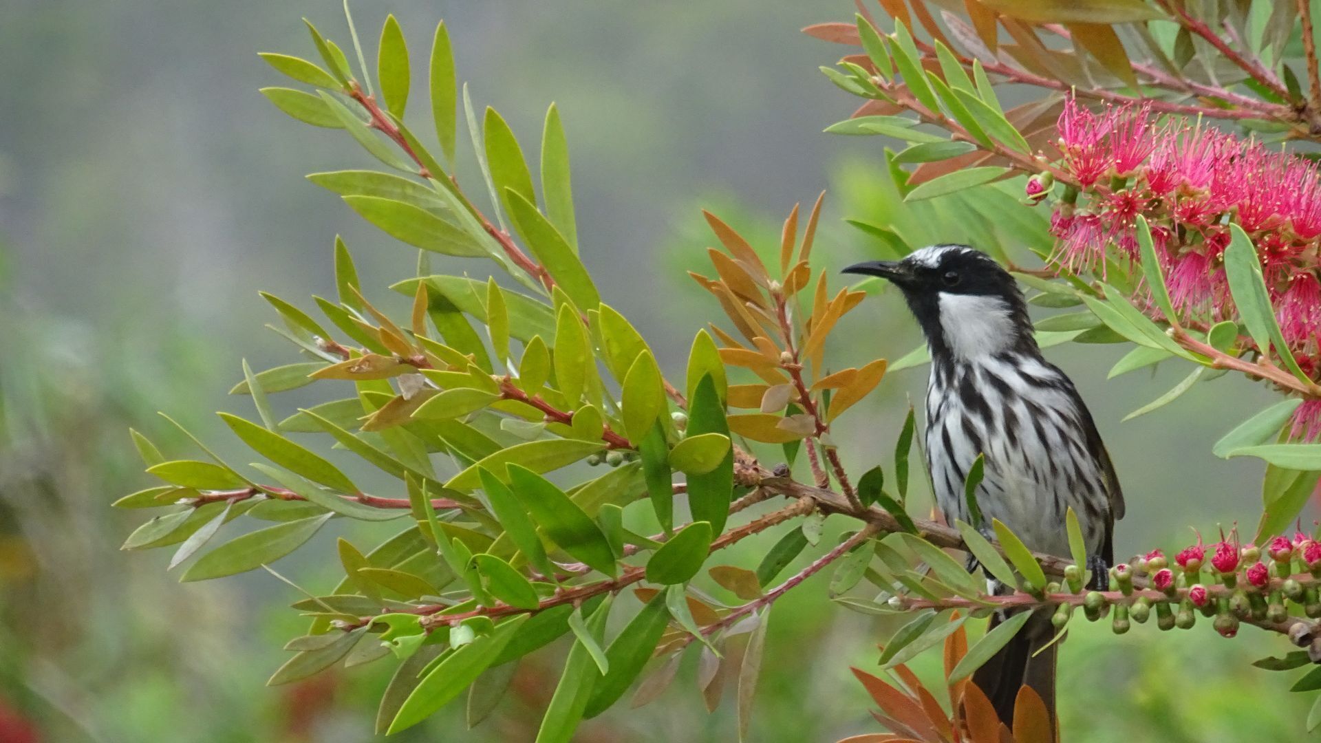 Gypsy Wagon Glamping Port Douglas Hinterland