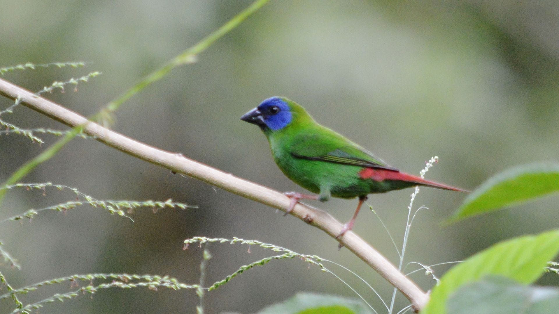 Gypsy Wagon Glamping Port Douglas Hinterland