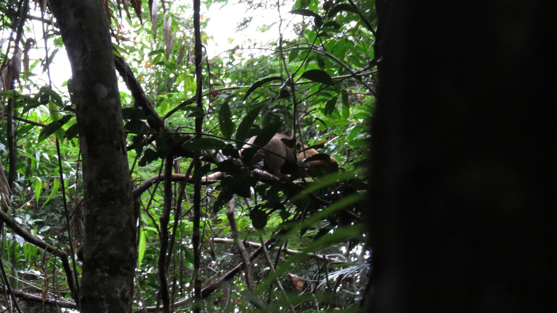 Hibiscus Cottage - Rainforest With Private Creek