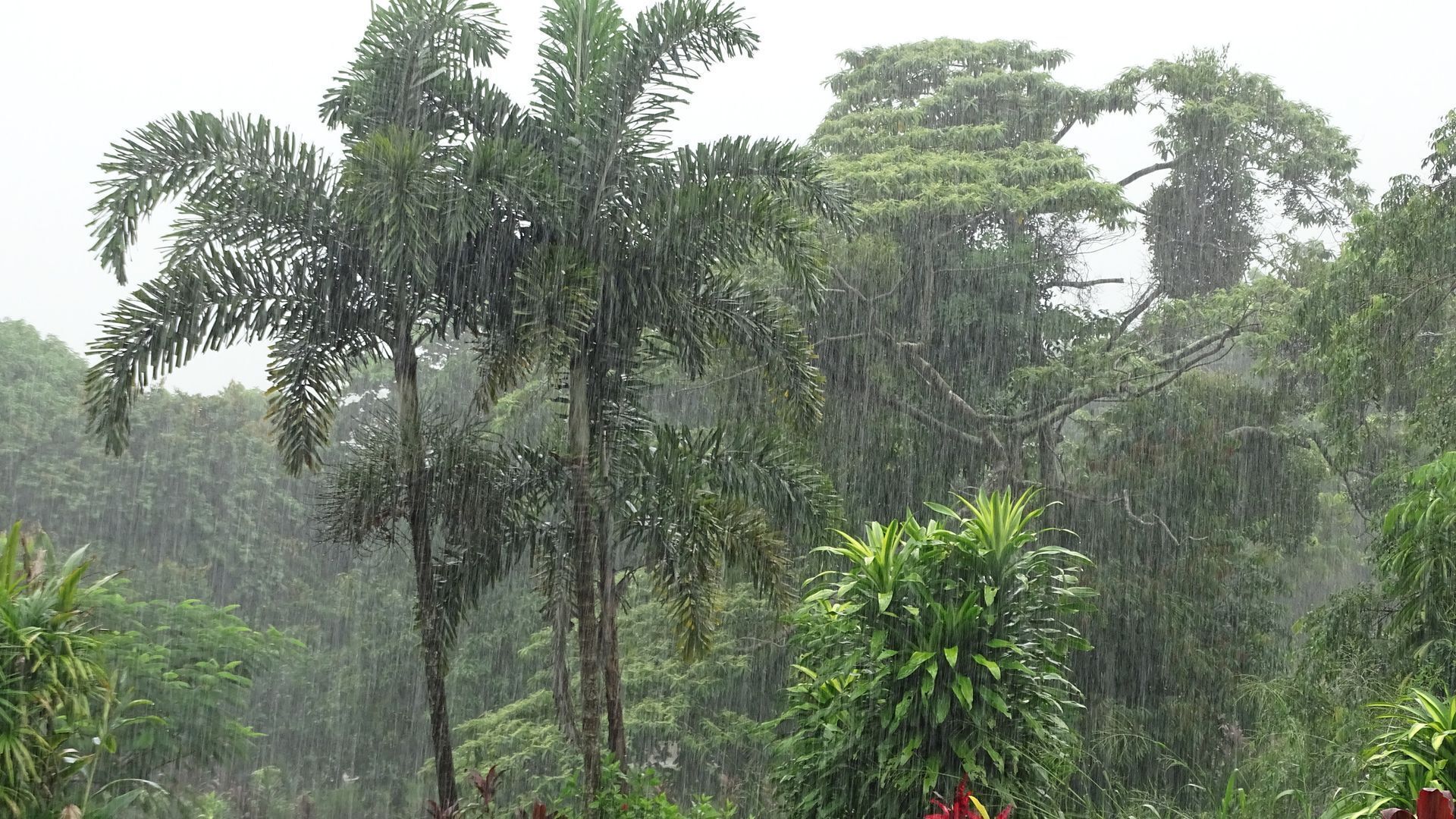 Hibiscus Cottage - Rainforest With Private Creek