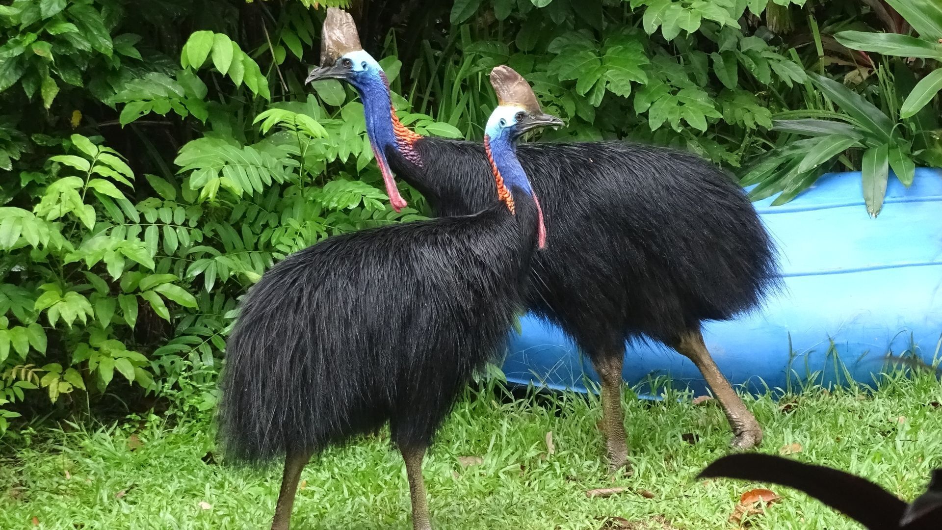 Hibiscus Cottage - Rainforest With Private Creek