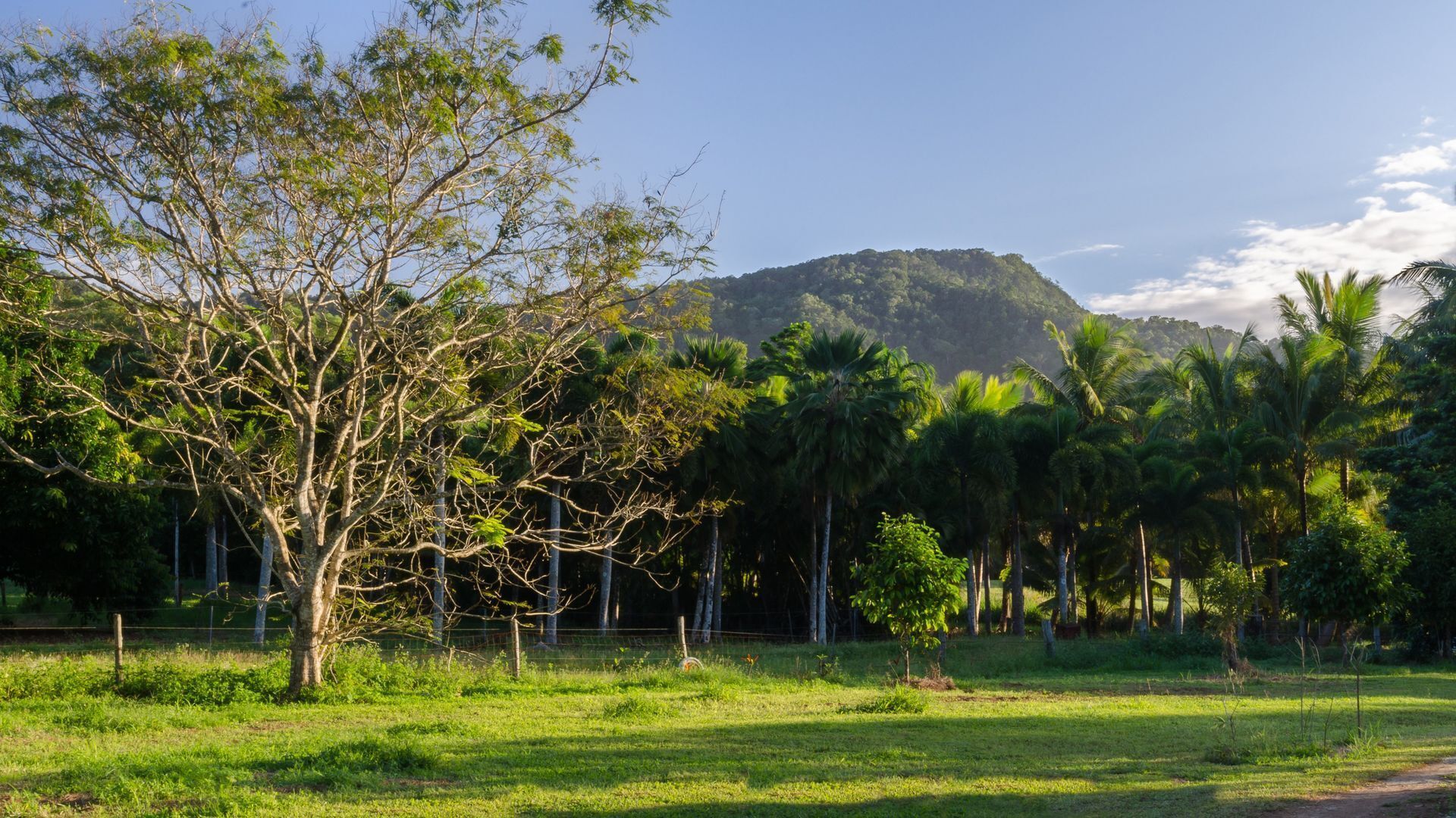 Hibiscus Cottage - Rainforest With Private Creek