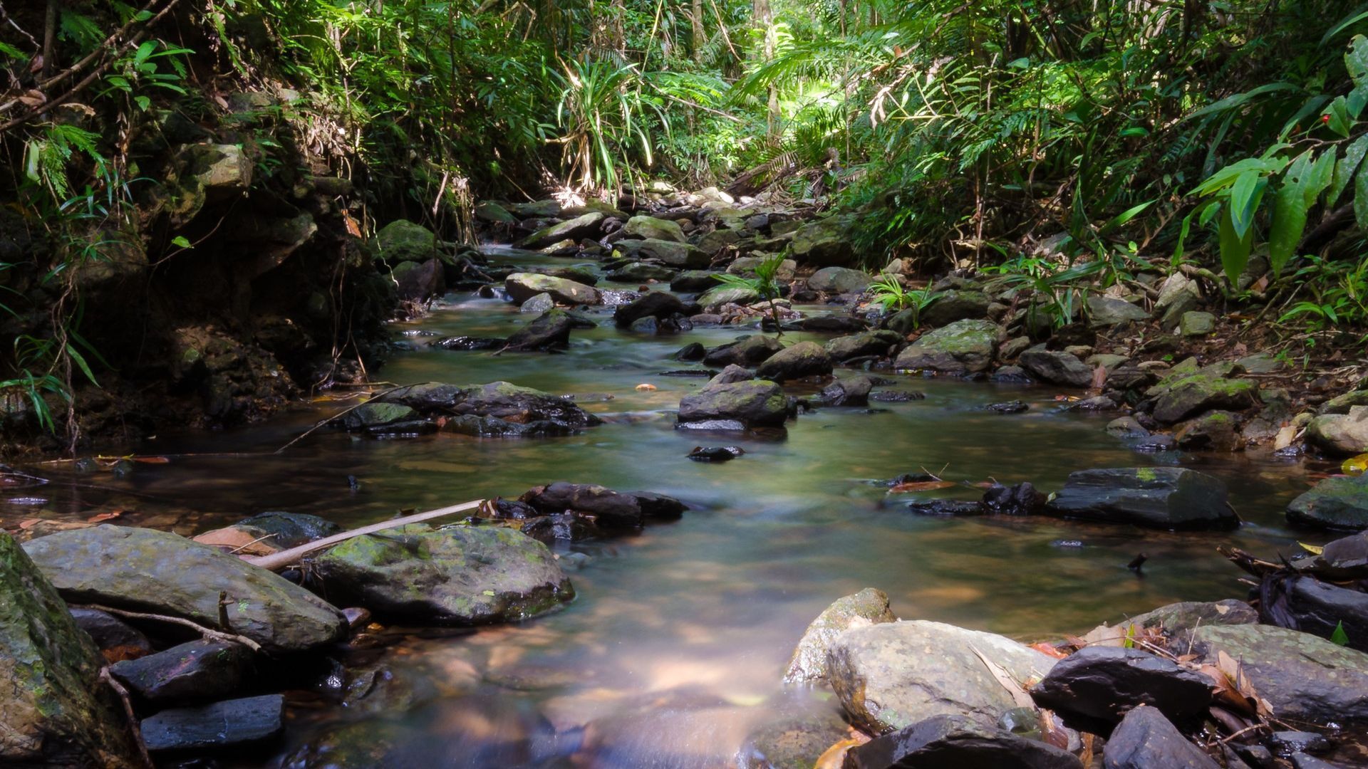 Hibiscus Cottage - Rainforest With Private Creek