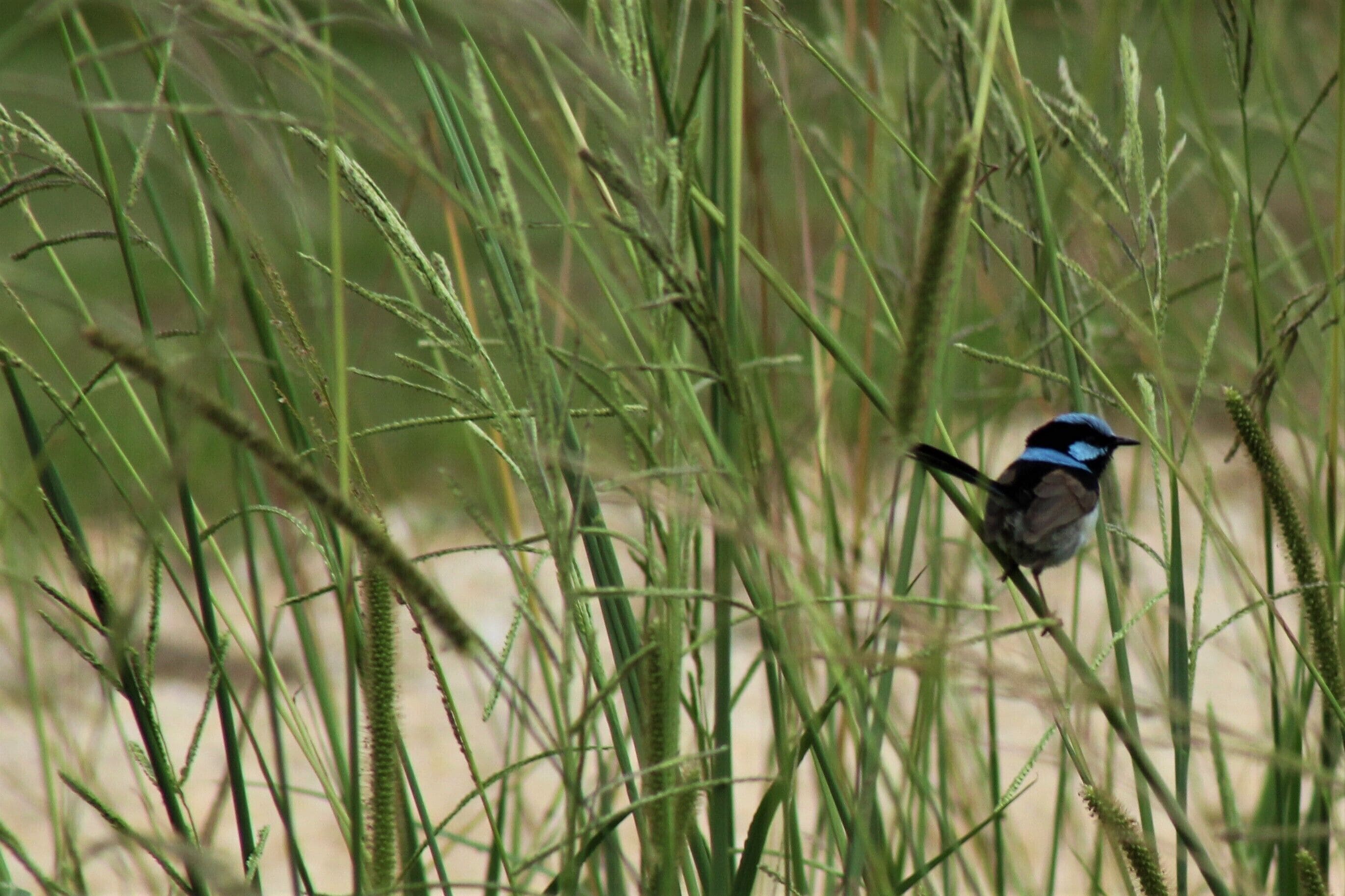 Luxurious eco-friendly retreat in a rural setting on the Mid North Coast of NSW
