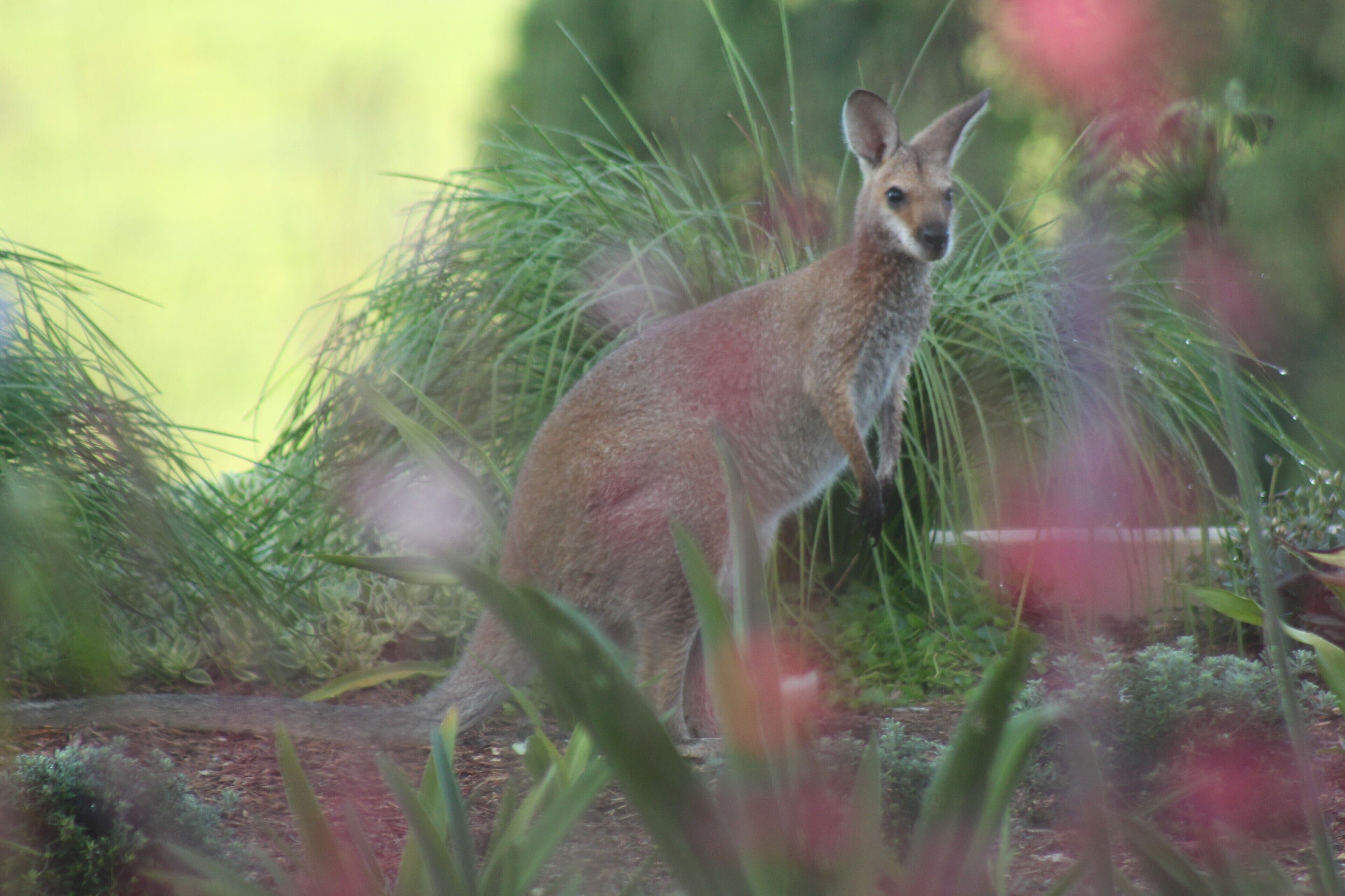 Luxurious eco-friendly retreat in a rural setting on the Mid North Coast of NSW