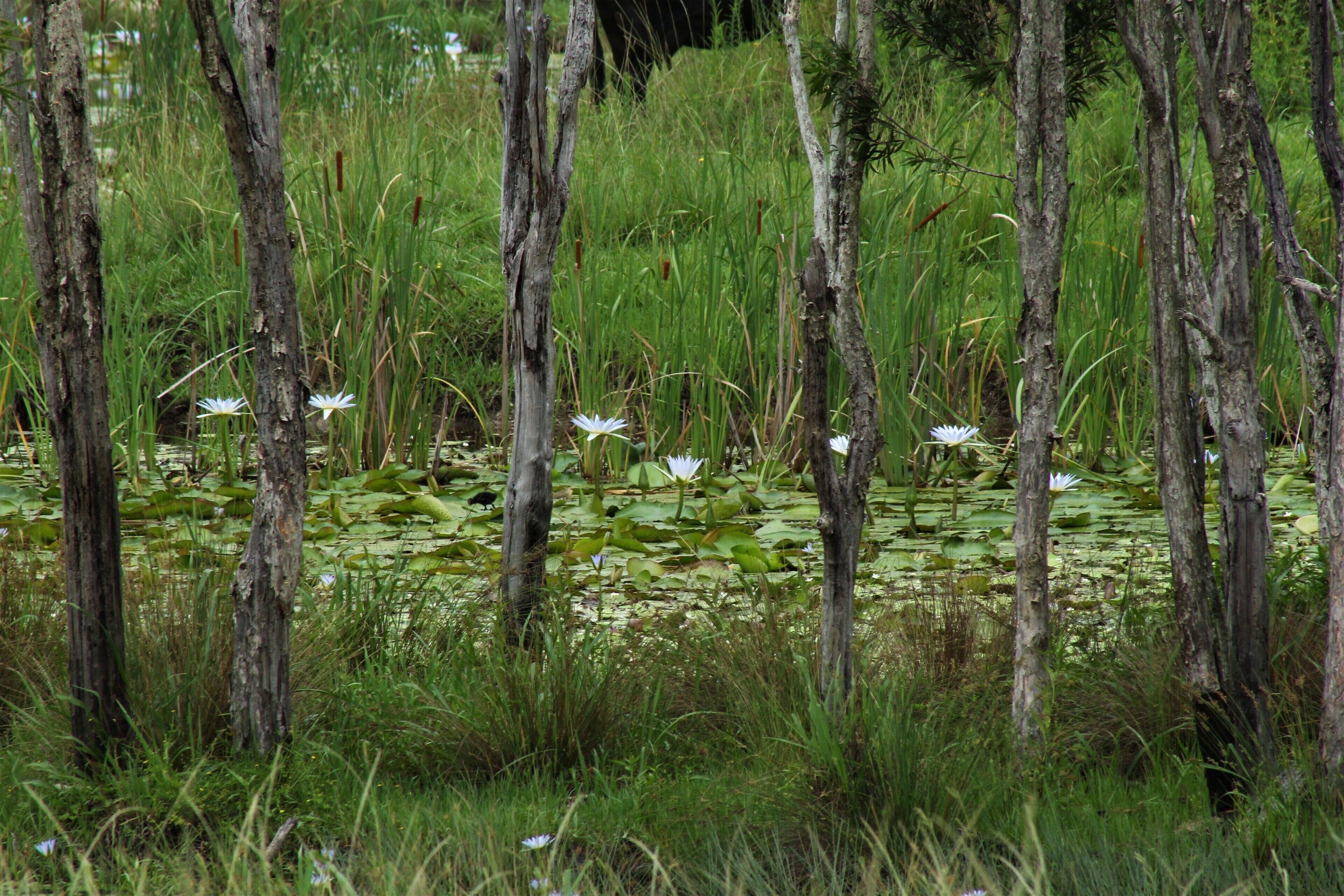 Luxurious eco-friendly retreat in a rural setting on the Mid North Coast of NSW