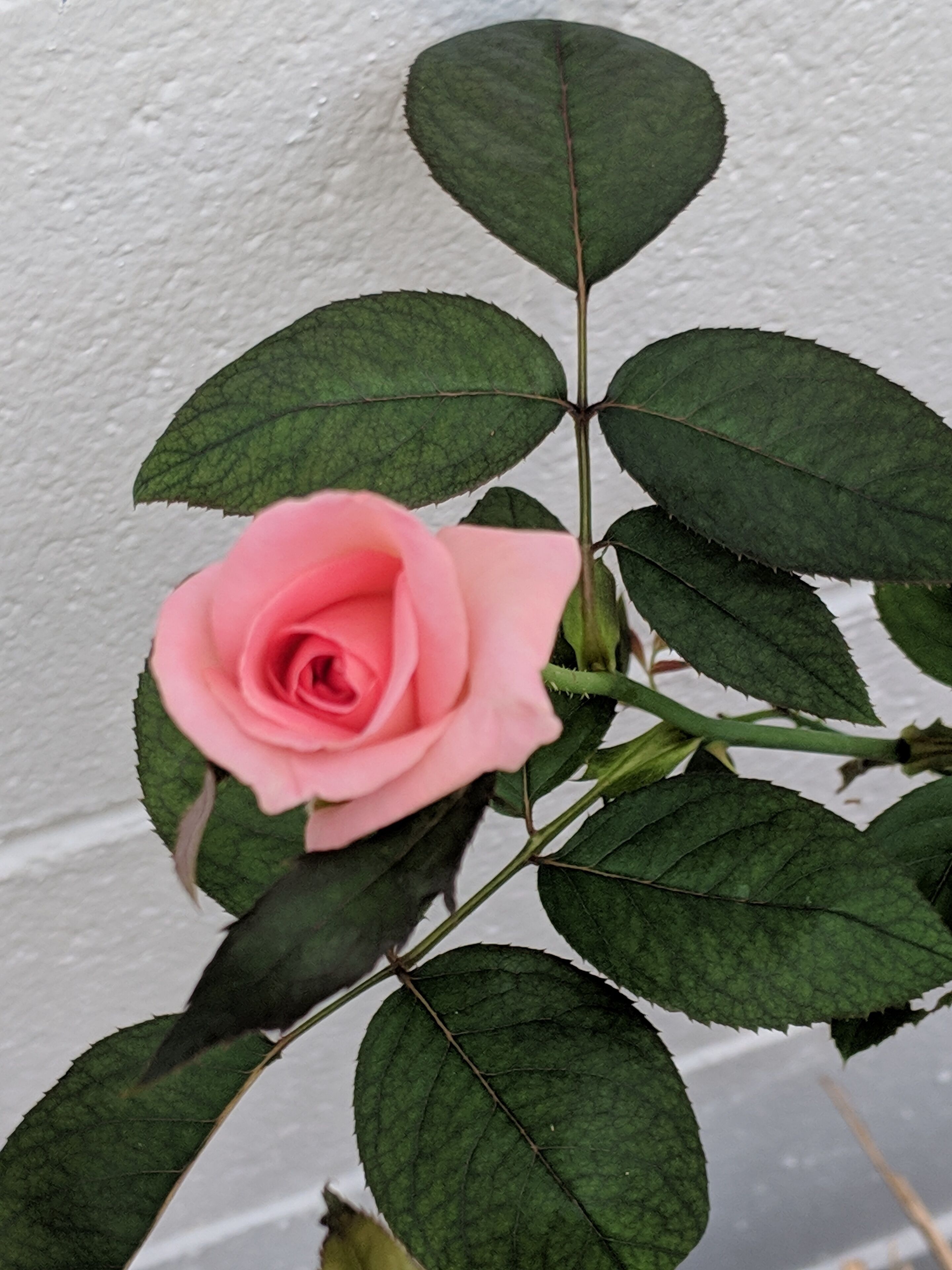 Home away from home in paradise