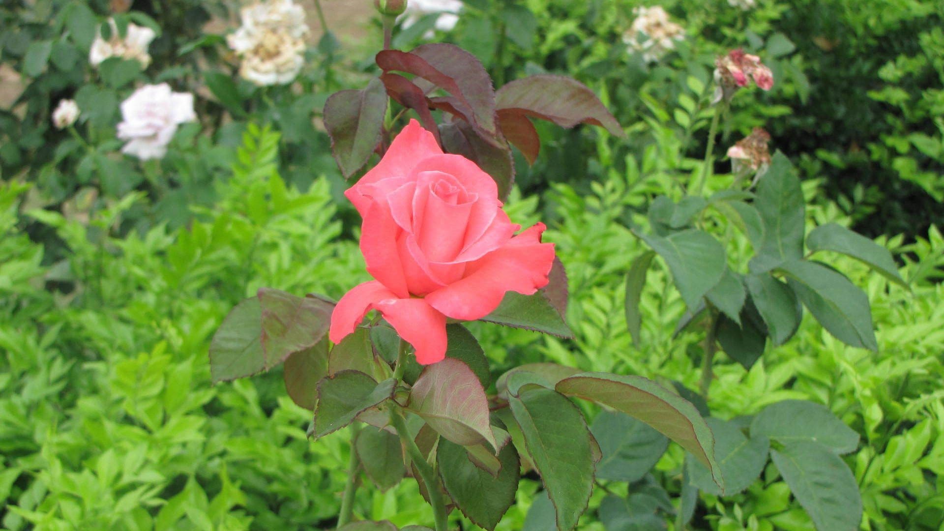 Copper Country Motor Inn & Restaurant