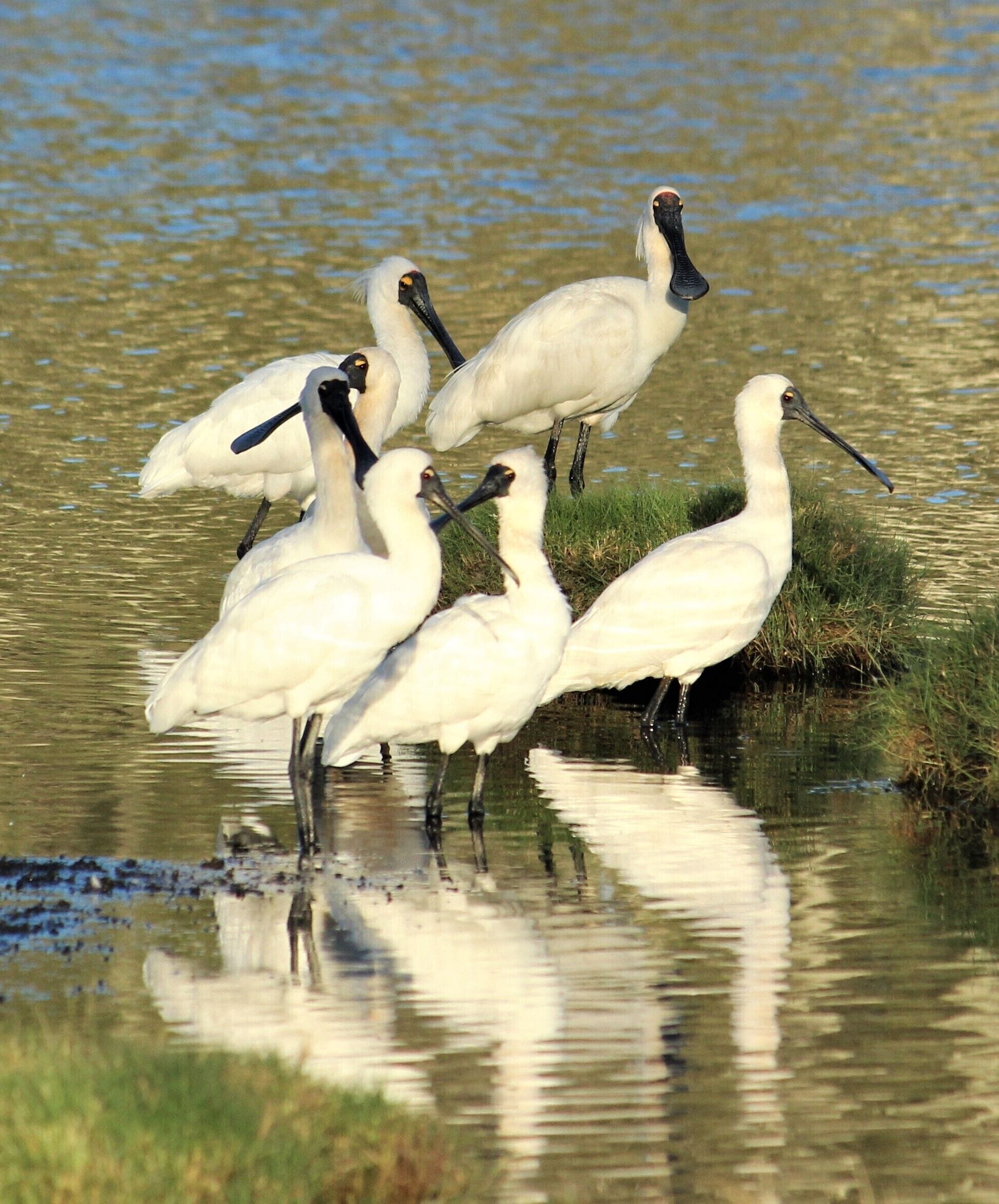 Dolphins, dugongs, migratory birds, fishing, kayaking, beach 300 mtr - Toorbul