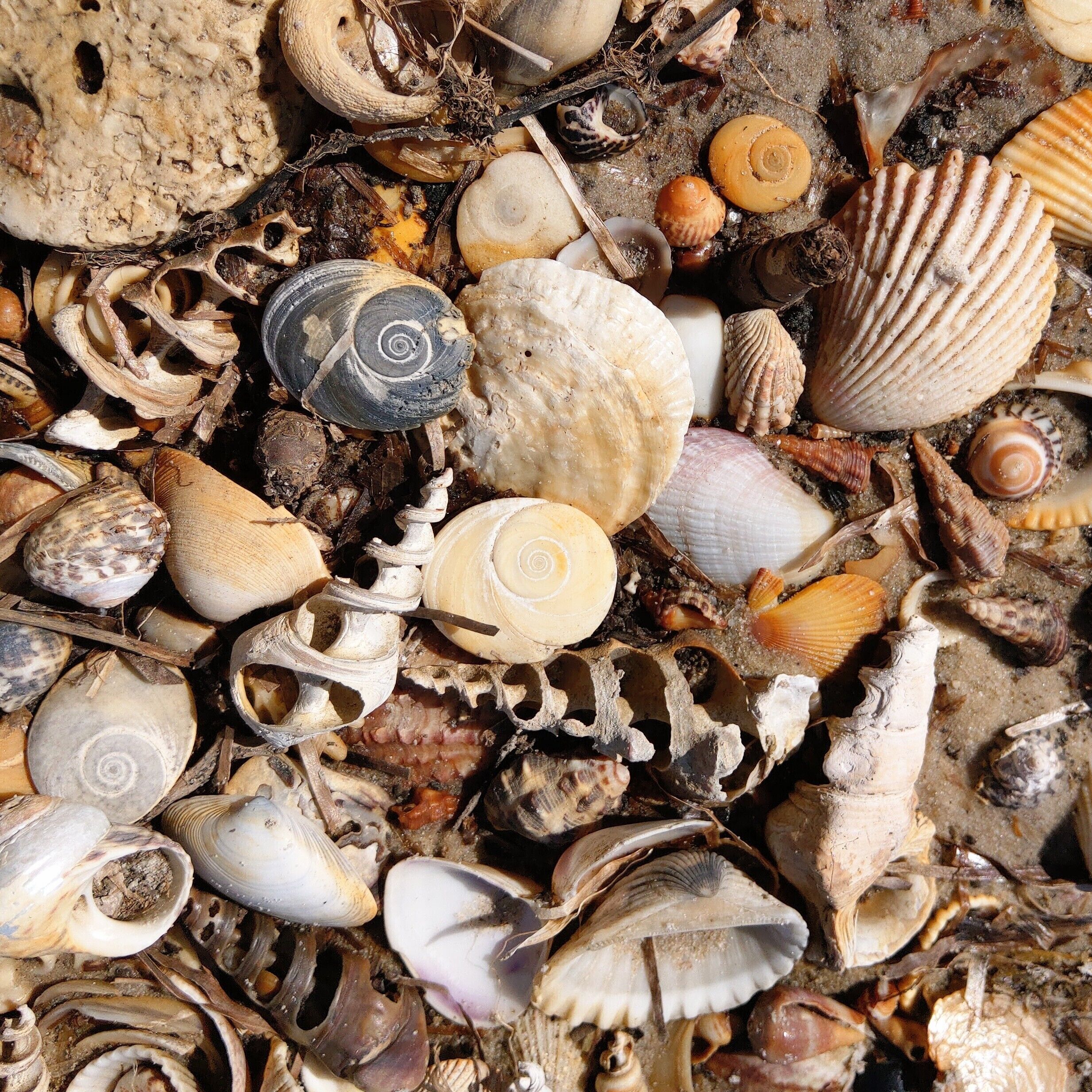 Dolphins, dugongs, migratory birds, fishing, kayaking, beach 300 mtr - Toorbul