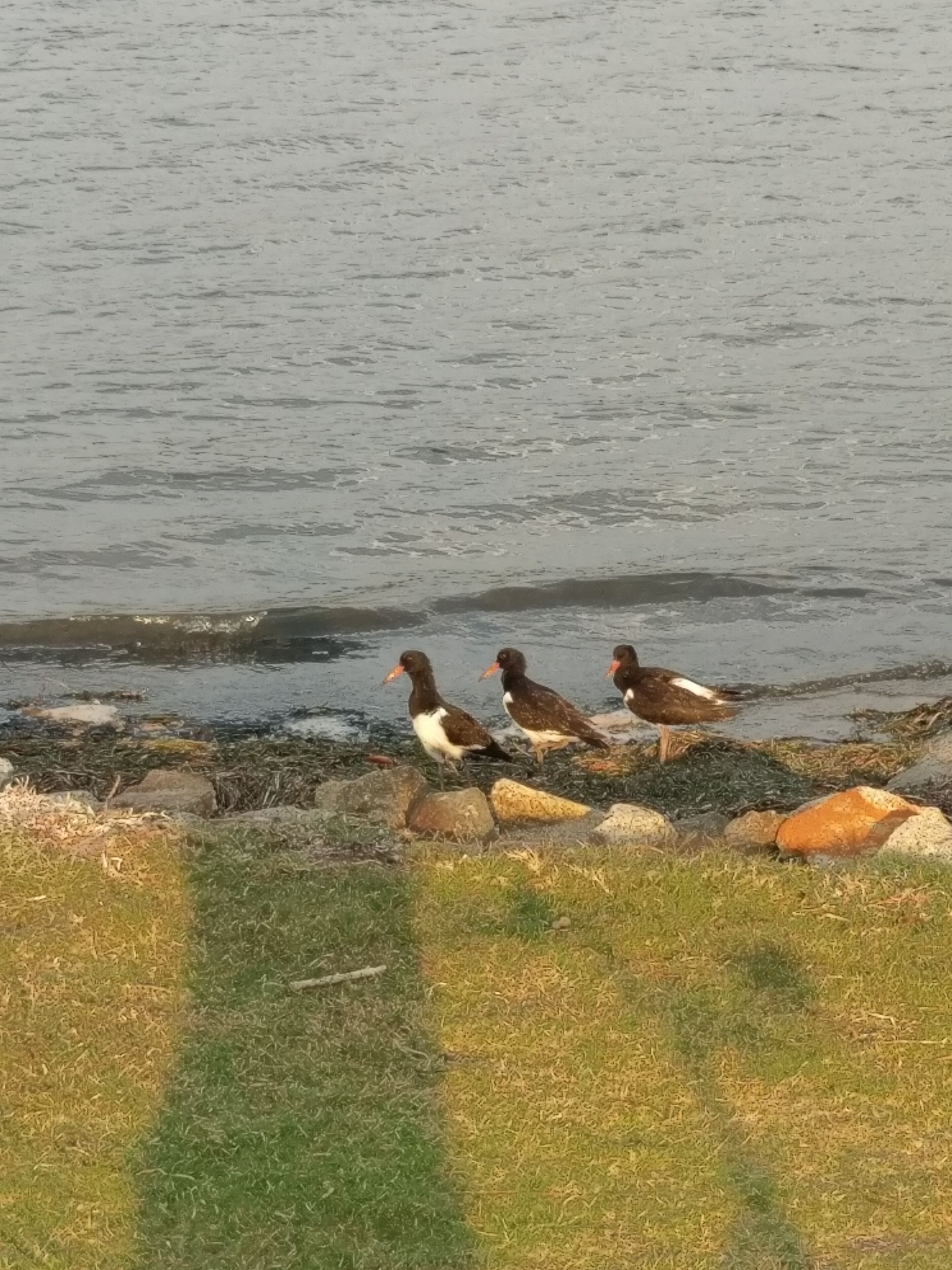 Dolphins, dugongs, migratory birds, fishing, kayaking, beach 300 mtr - Toorbul