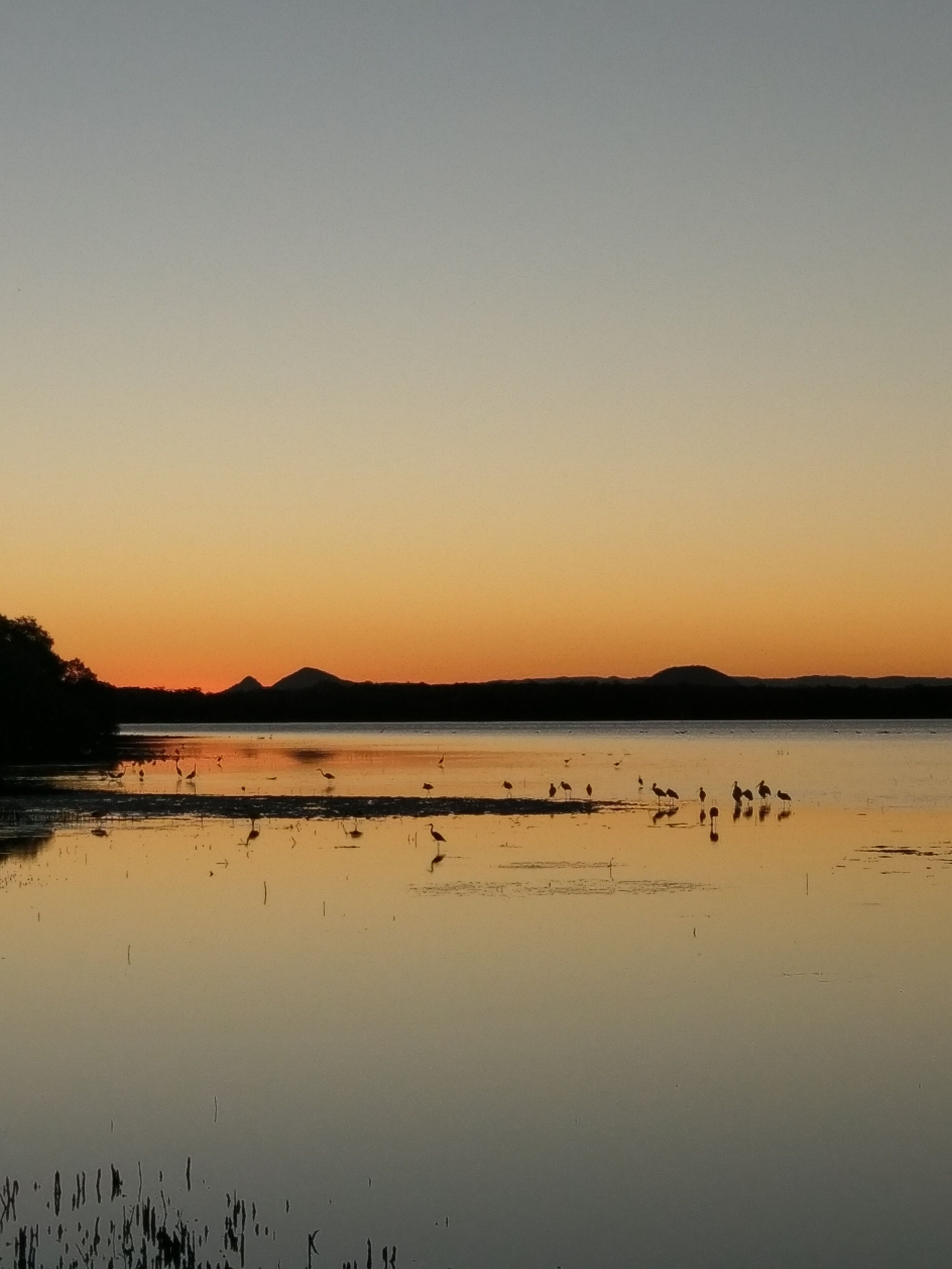 Dolphins, dugongs, migratory birds, fishing, kayaking, beach 300 mtr - Toorbul