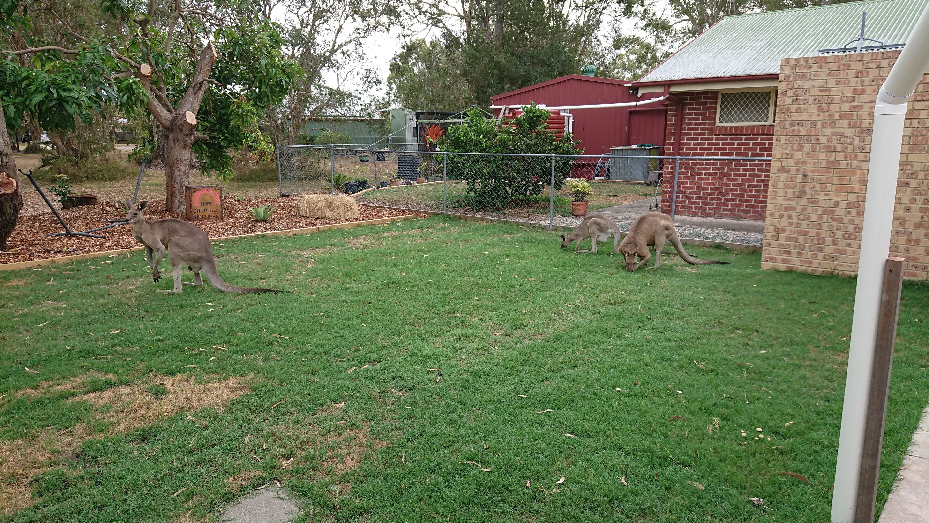 Dolphins, dugongs, migratory birds, fishing, kayaking, beach 300 mtr - Toorbul