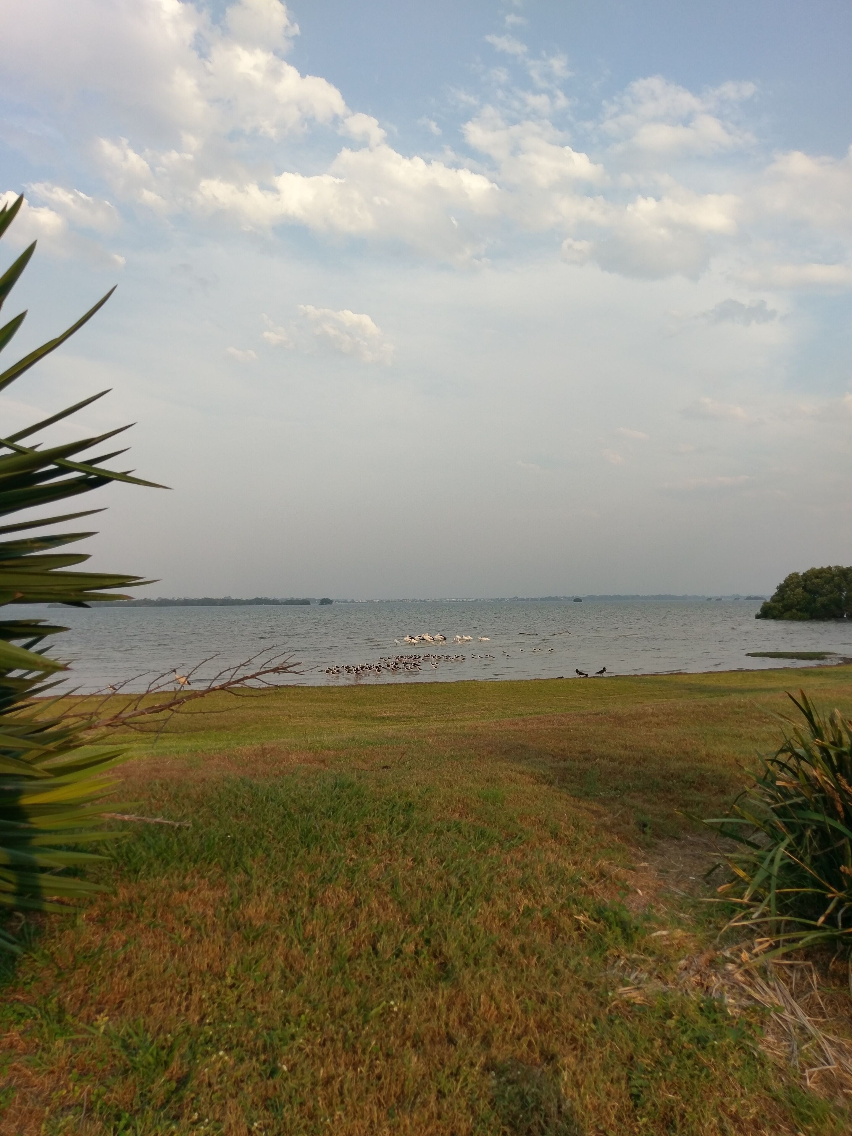 Dolphins, dugongs, migratory birds, fishing, kayaking, beach 300 mtr - Toorbul