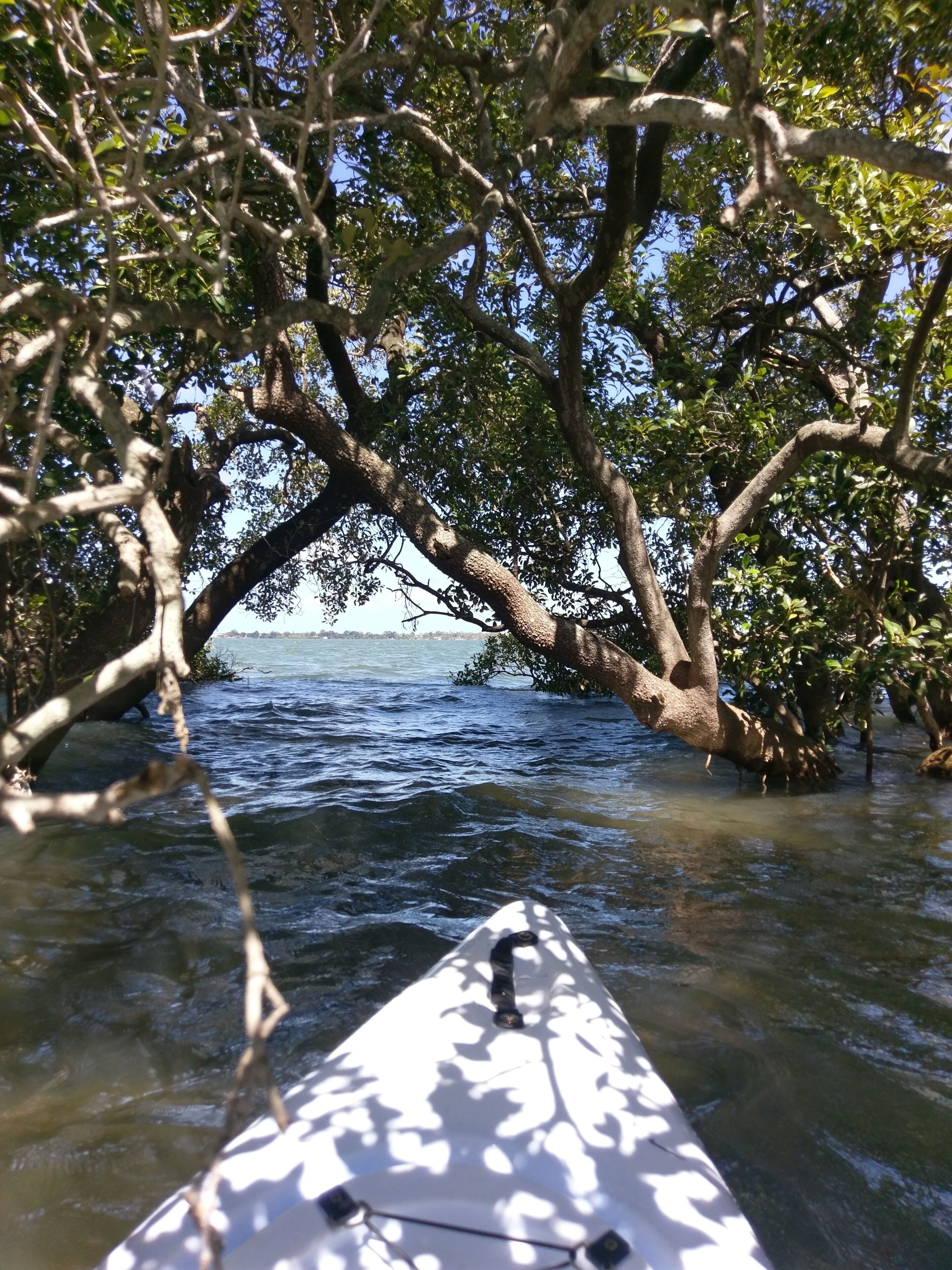 Dolphins, dugongs, migratory birds, fishing, kayaking, beach 300 mtr - Toorbul