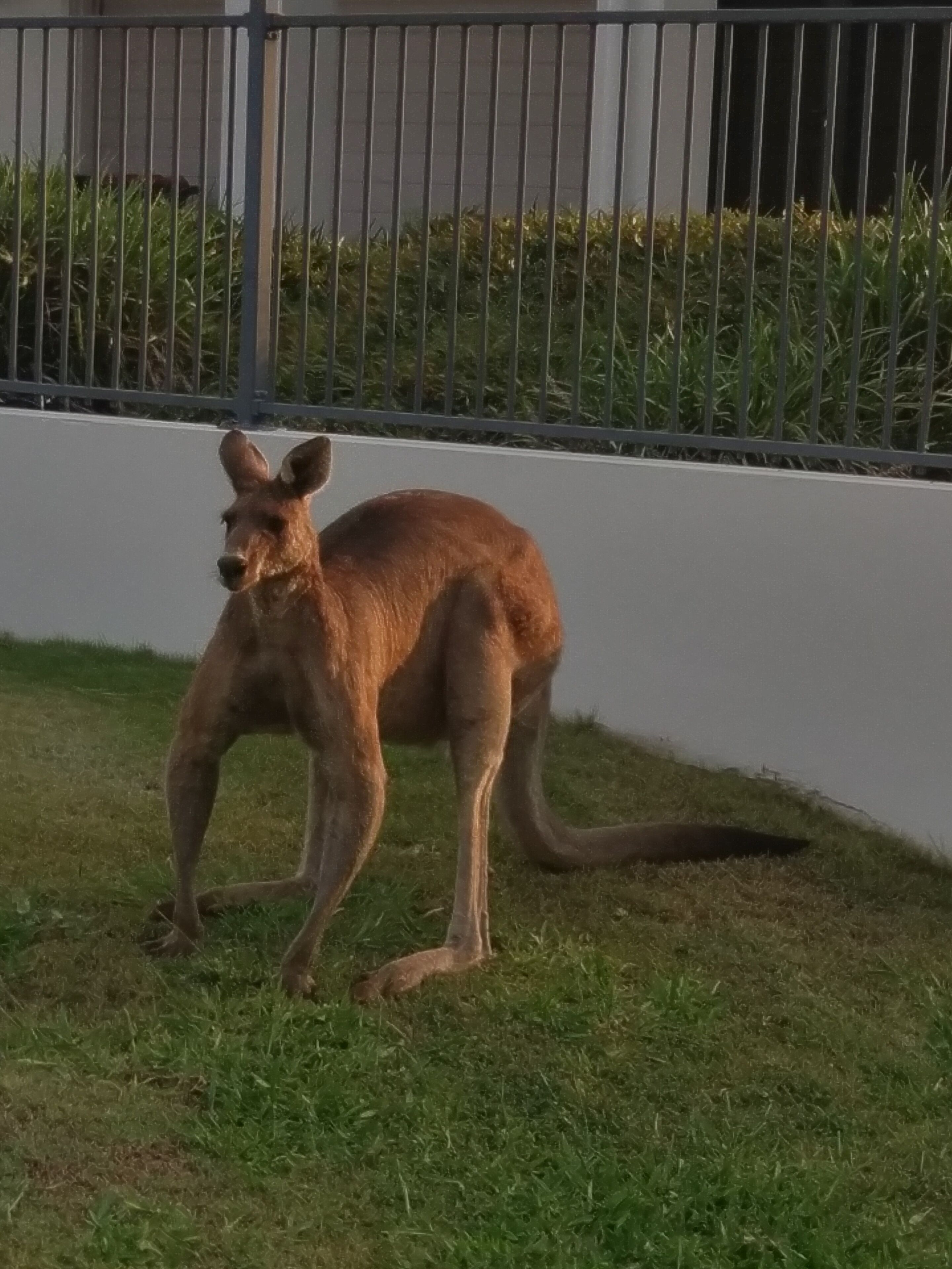Dolphins, dugongs, migratory birds, fishing, kayaking, beach 300 mtr - Toorbul