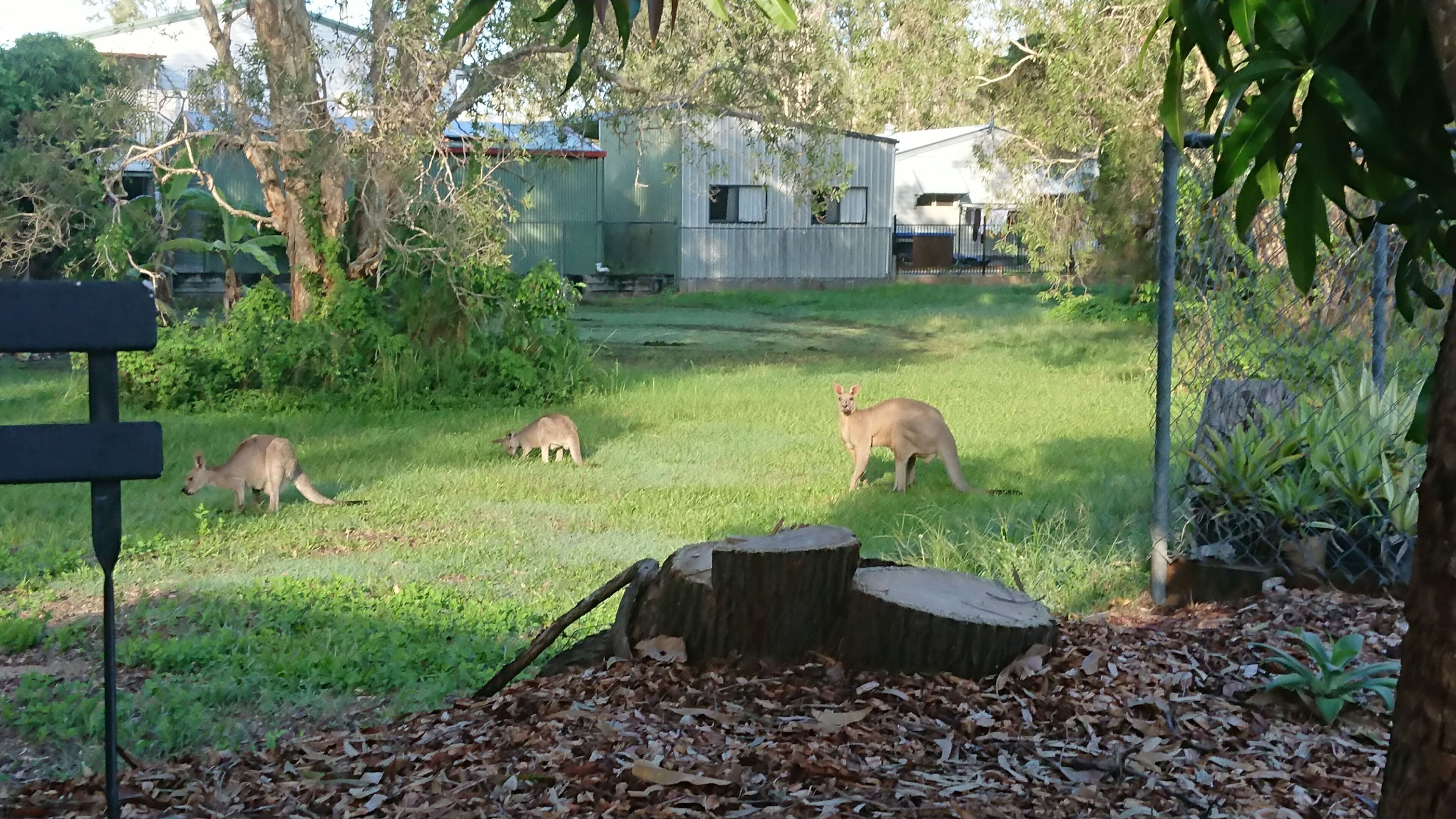 Dolphins, dugongs, migratory birds, fishing, kayaking, beach 300 mtr - Toorbul
