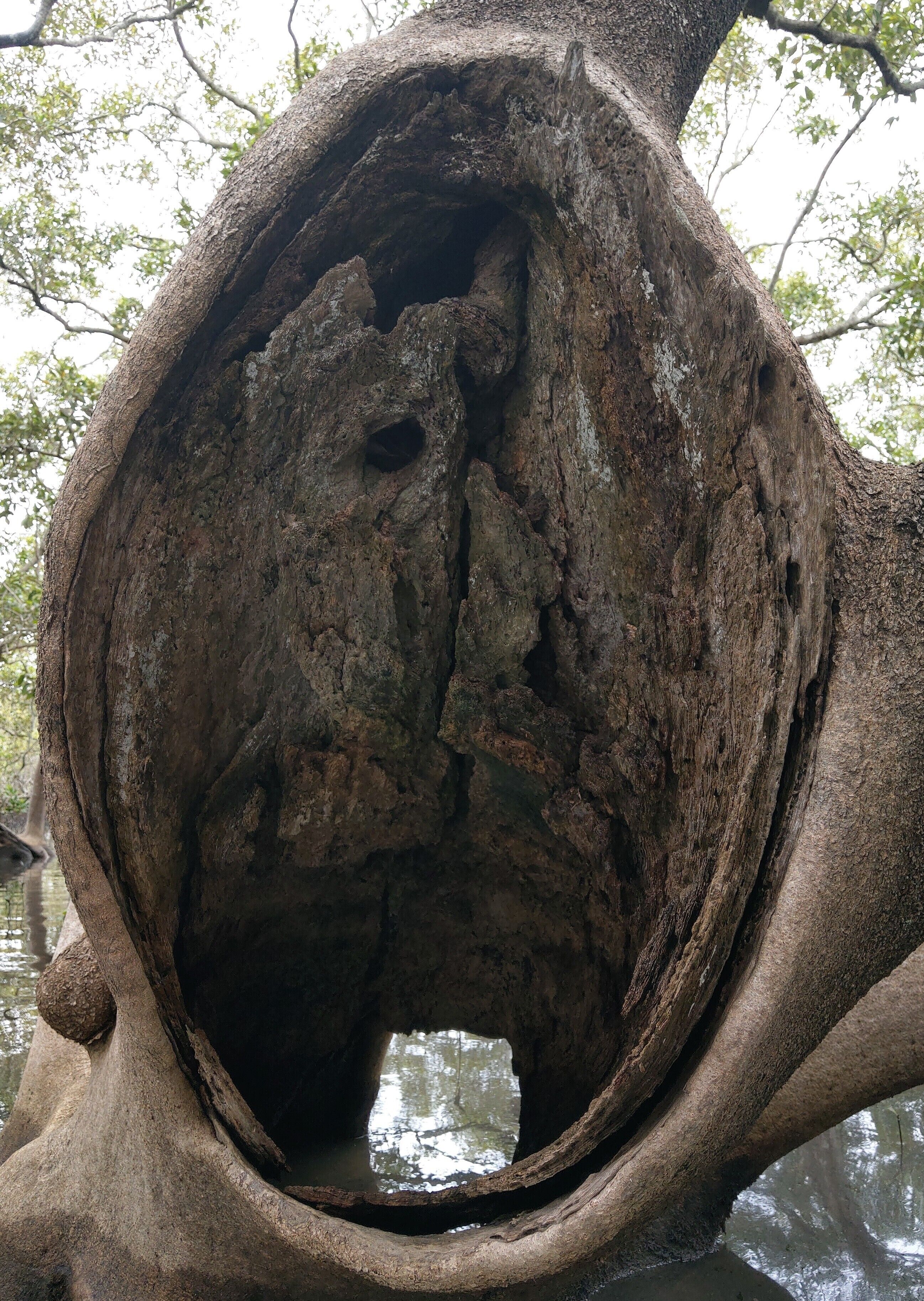 Dolphins, dugongs, migratory birds, fishing, kayaking, beach 300 mtr - Toorbul