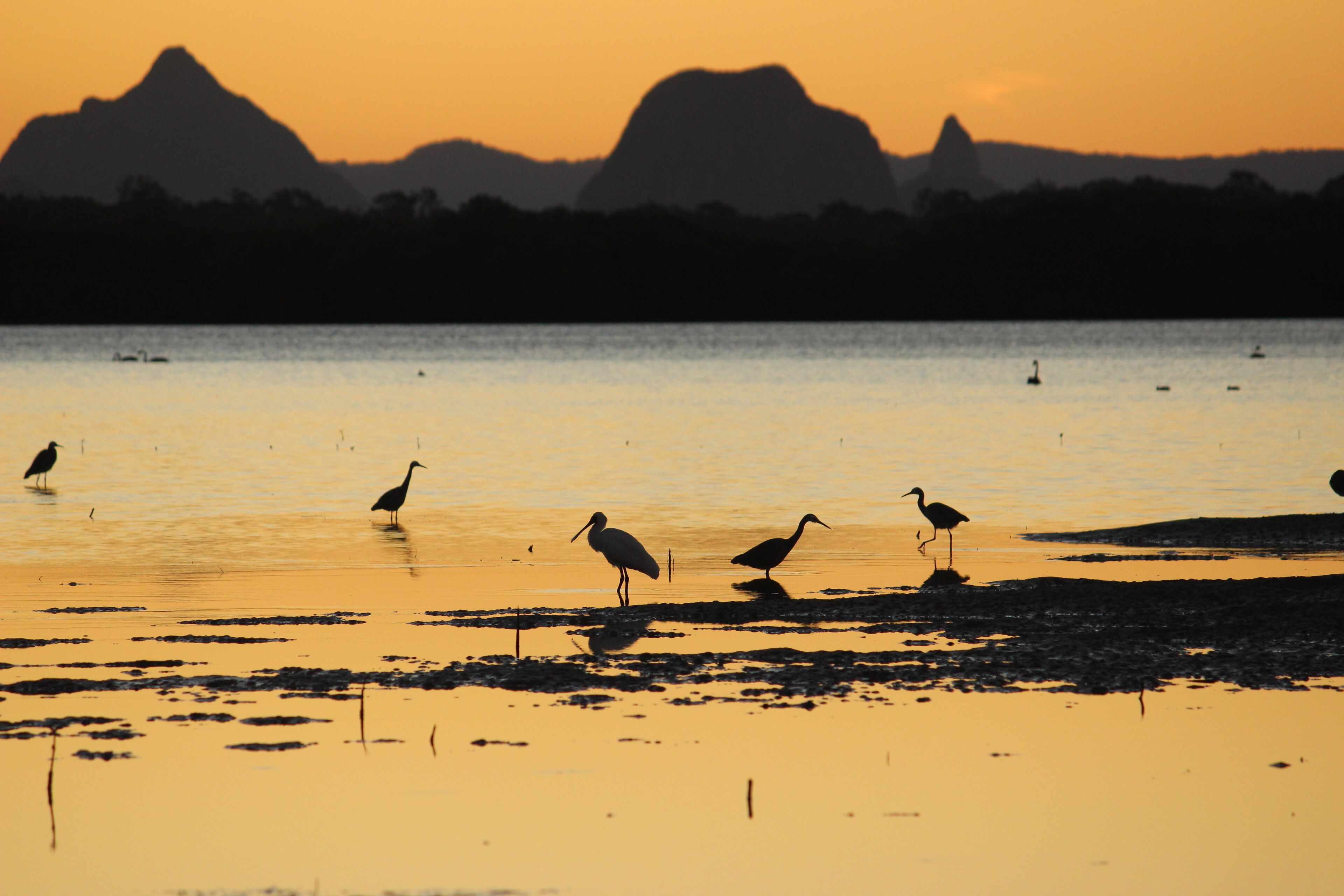 Dolphins, dugongs, migratory birds, fishing, kayaking, beach 300 mtr - Toorbul