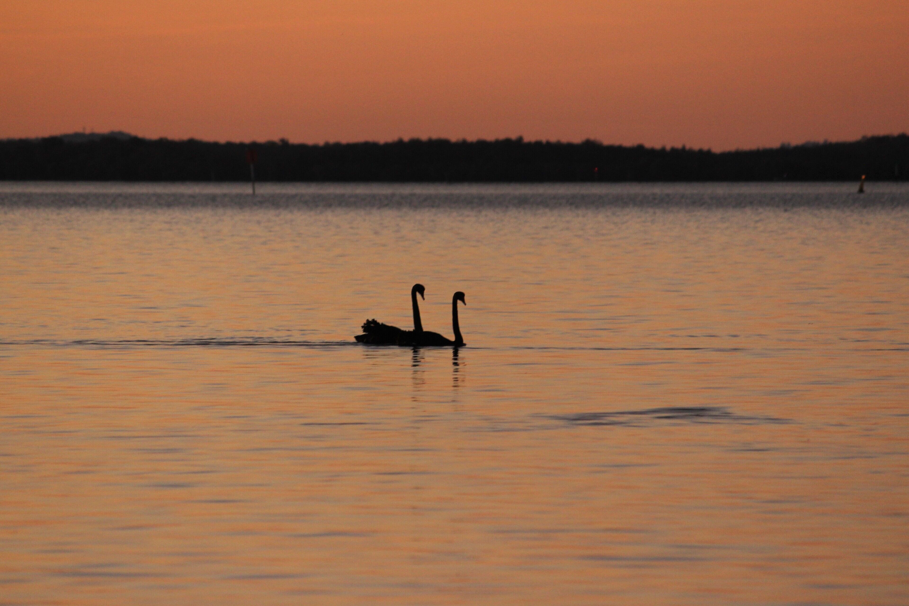 Dolphins, dugongs, migratory birds, fishing, kayaking, beach 300 mtr - Toorbul
