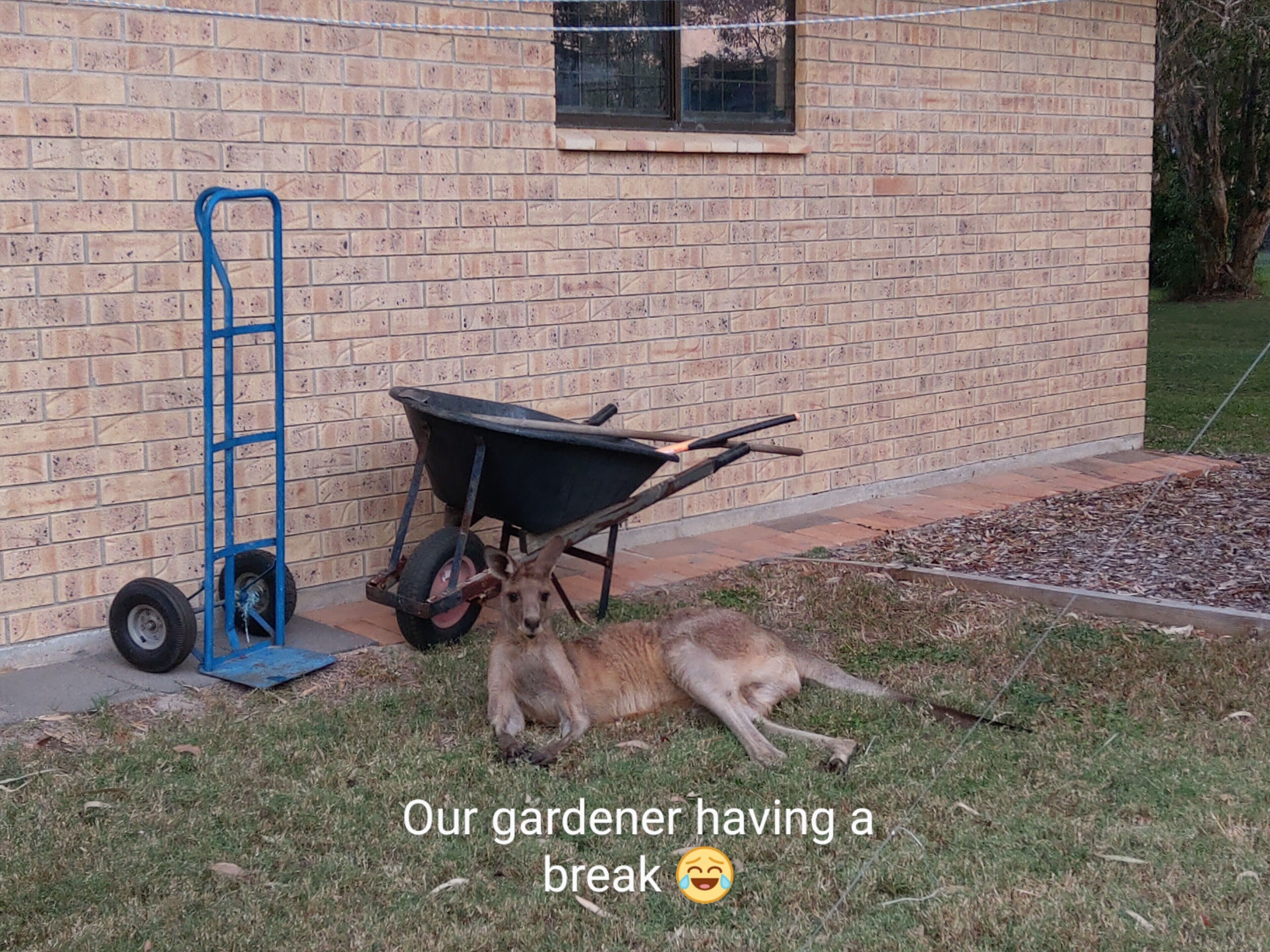 Dolphins, dugongs, migratory birds, fishing, kayaking, beach 300 mtr - Toorbul