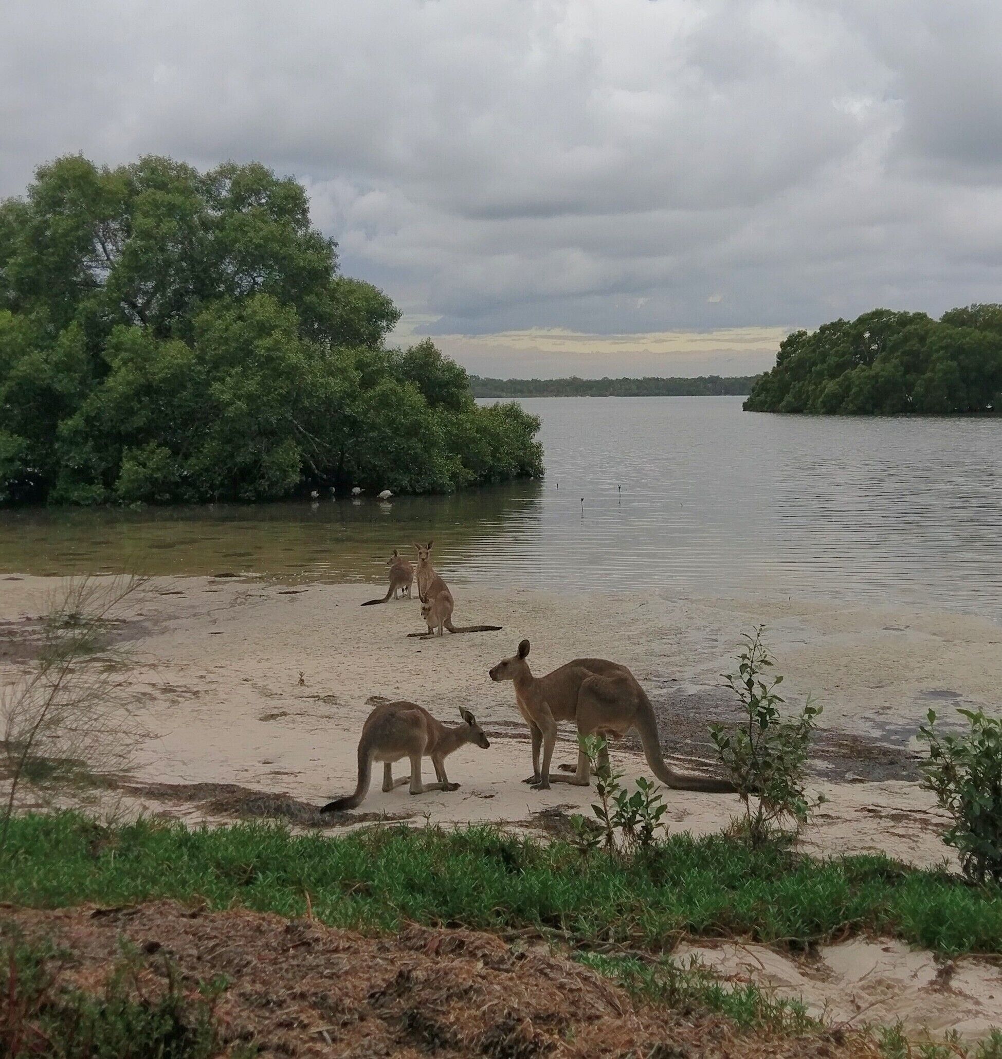 Dolphins, dugongs, migratory birds, fishing, kayaking, beach 300 mtr - Toorbul