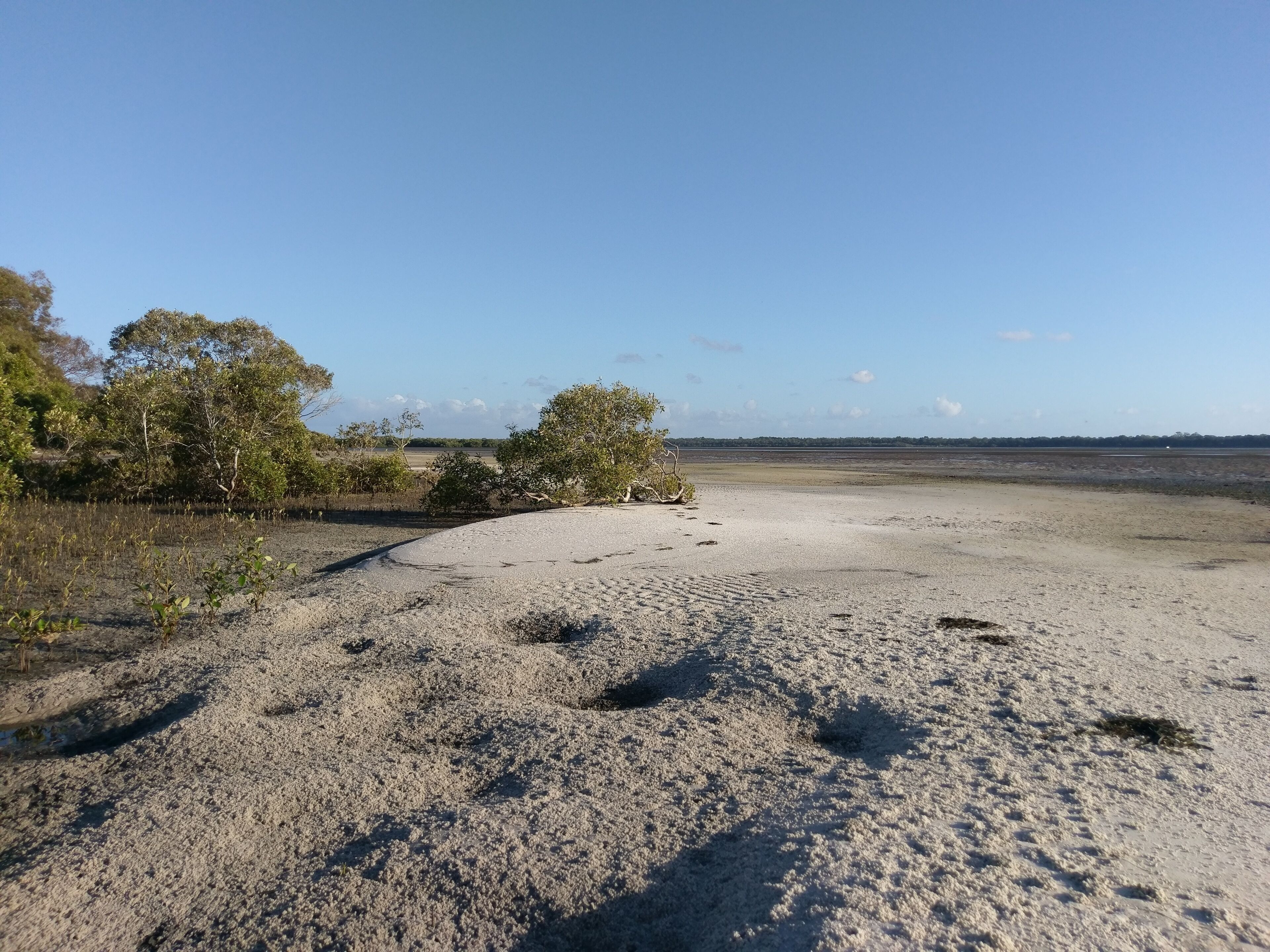 Dolphins, dugongs, migratory birds, fishing, kayaking, beach 300 mtr - Toorbul