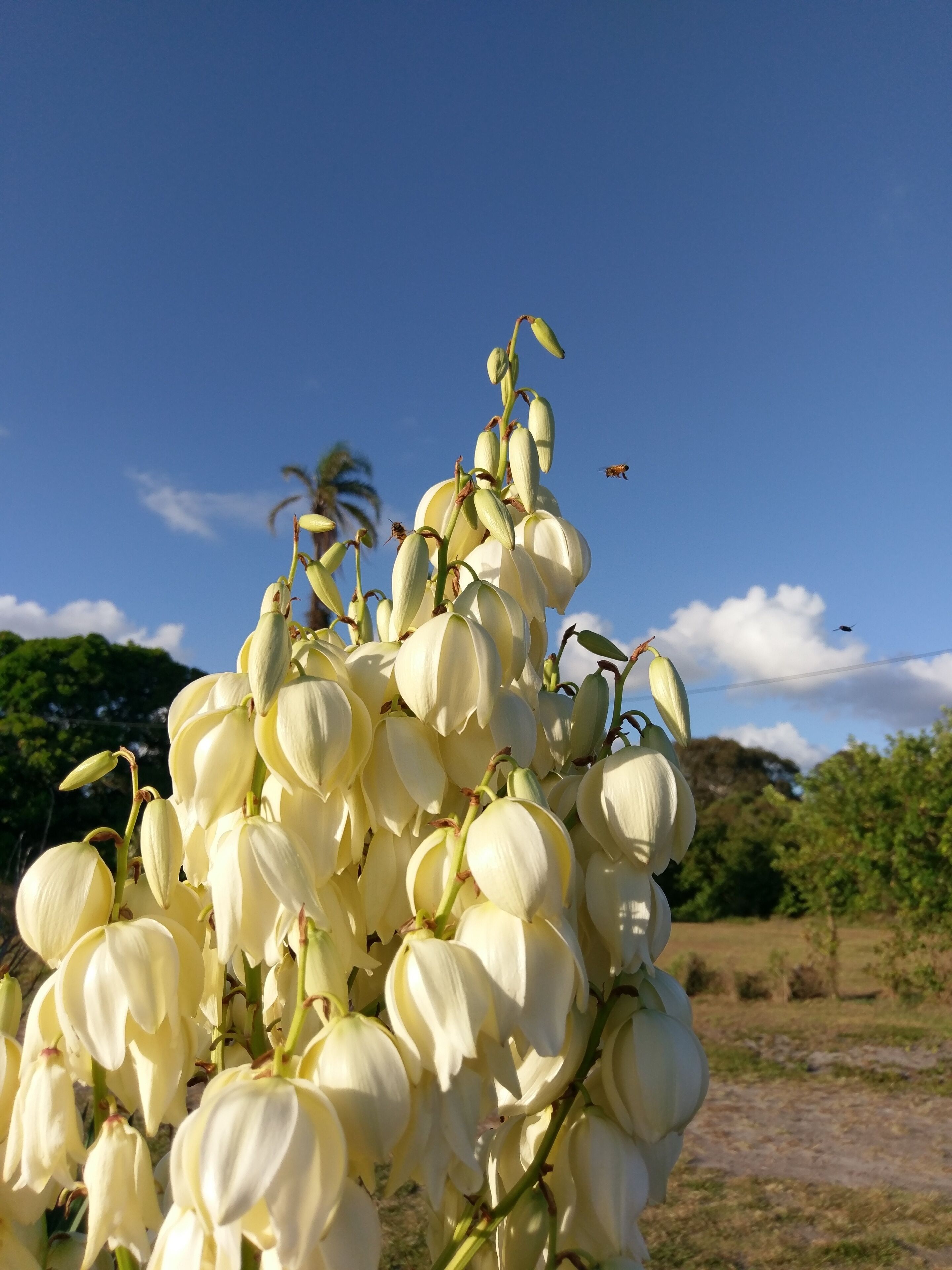 Dolphins, dugongs, migratory birds, fishing, kayaking, beach 300 mtr - Toorbul