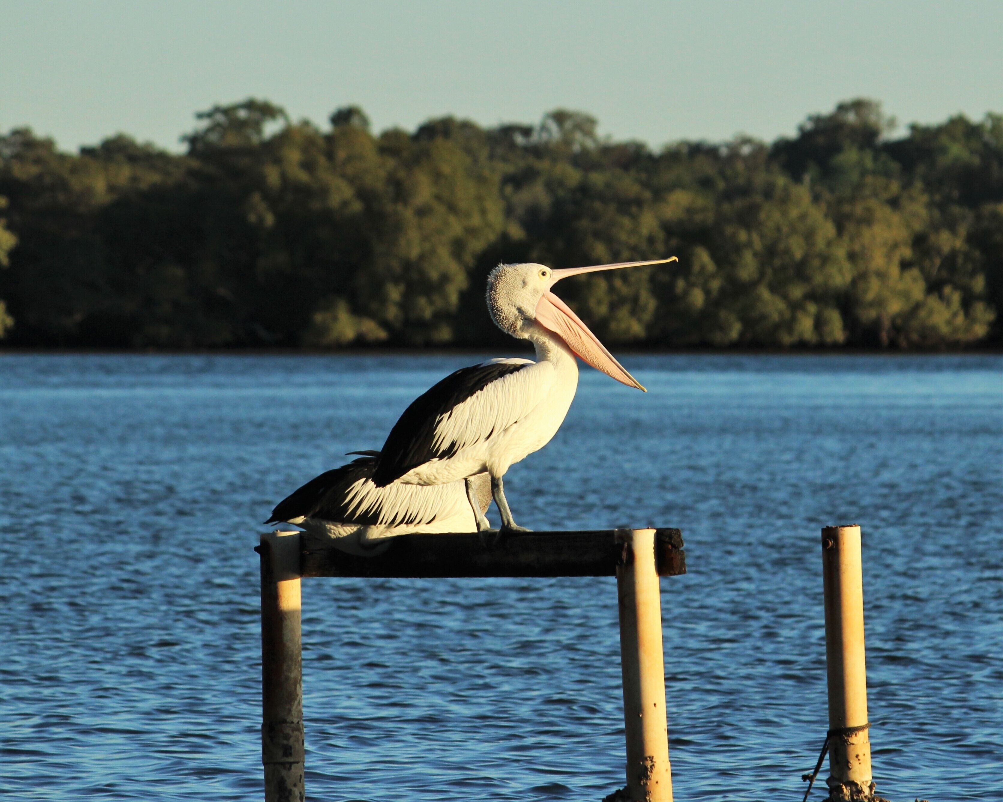 Dolphins, dugongs, migratory birds, fishing, kayaking, beach 300 mtr - Toorbul