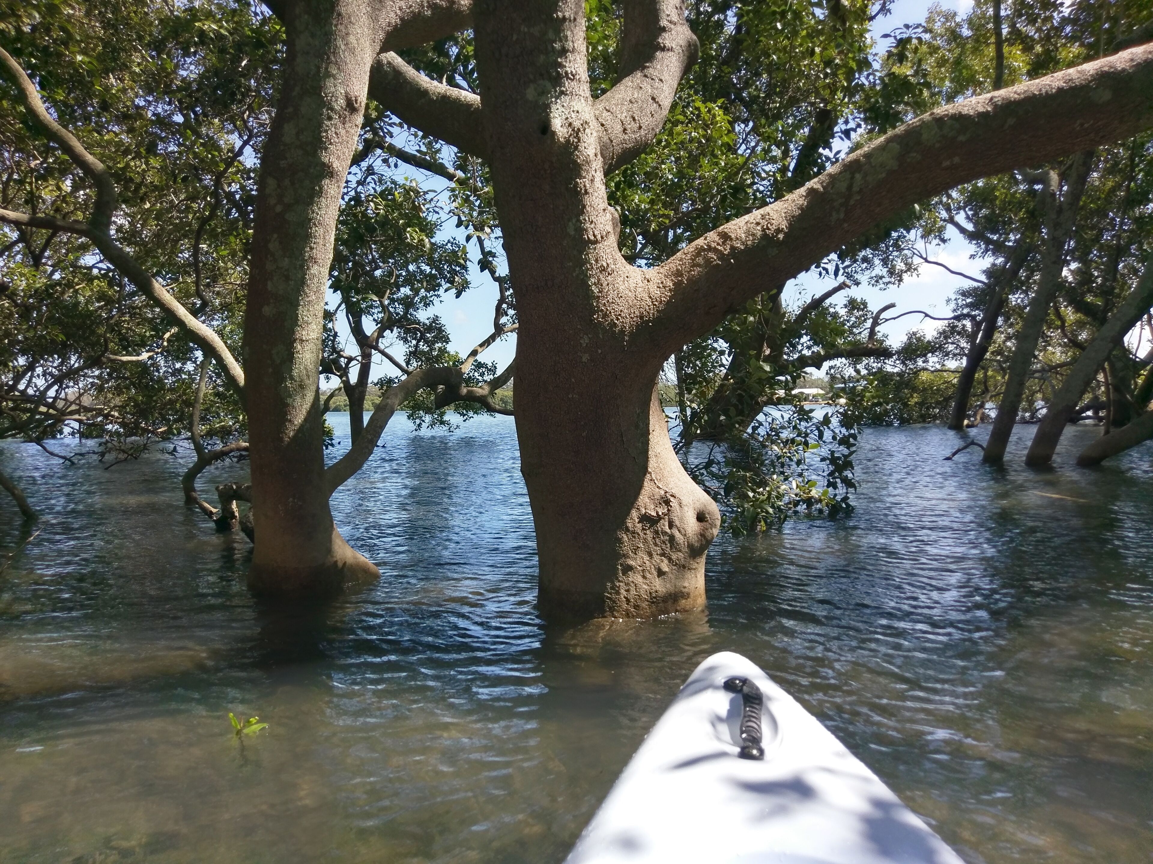 Dolphins, dugongs, migratory birds, fishing, kayaking, beach 300 mtr - Toorbul