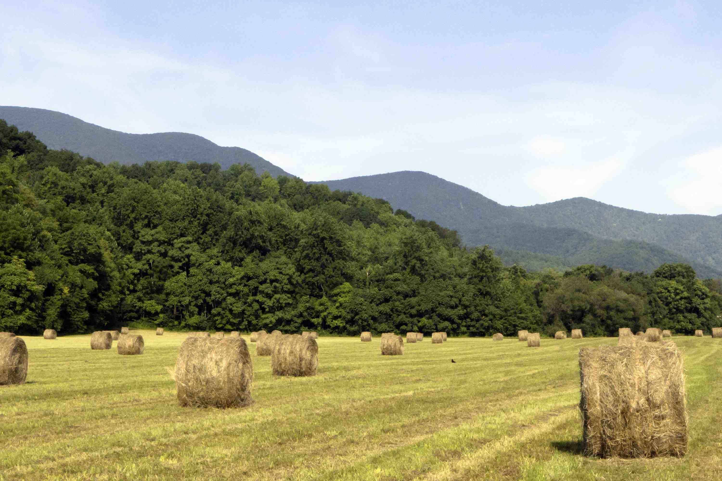 Graves Mountain Farm & Lodges in Luray, United States