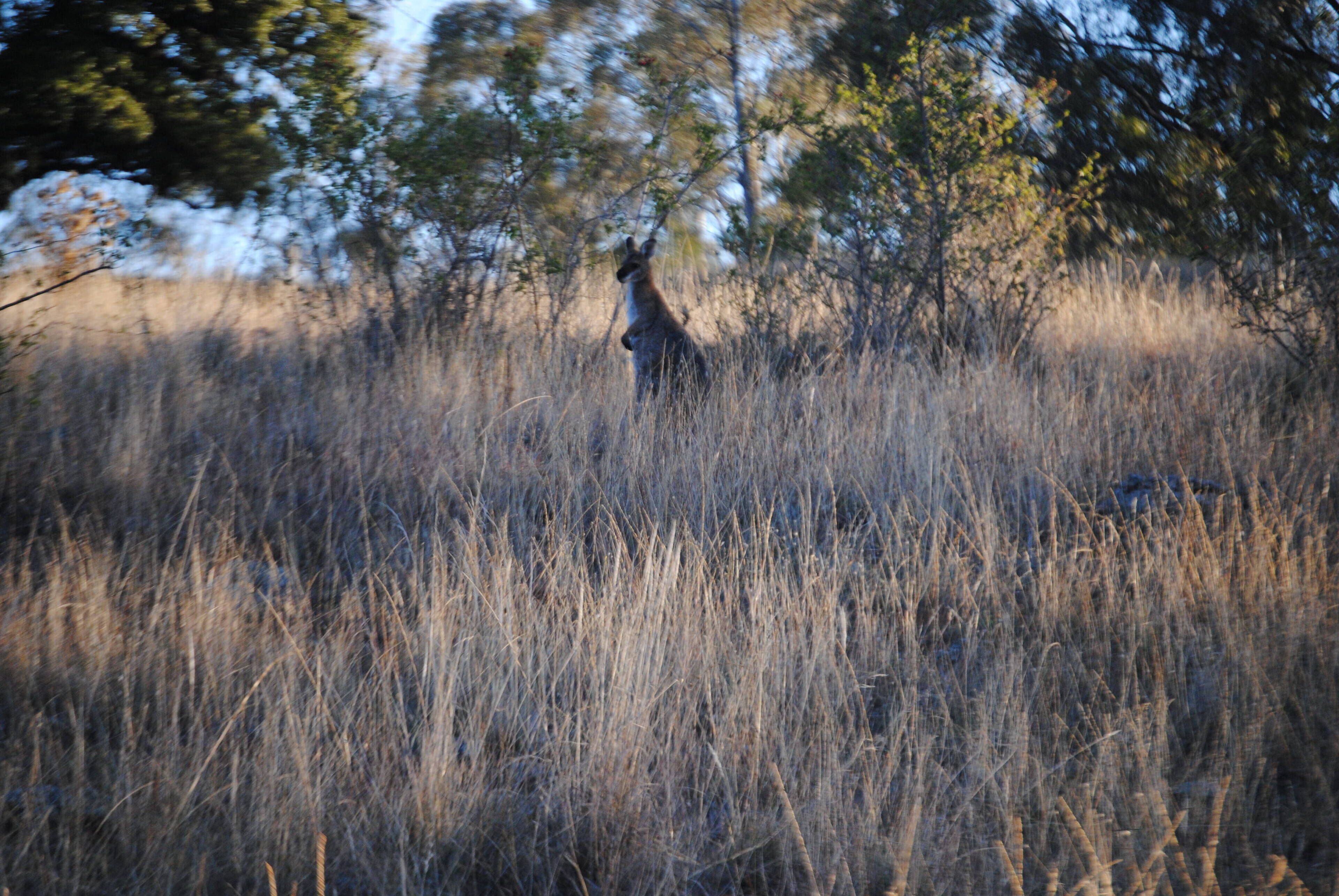 Fabulous Country Stay on New England Cattle & Sheep Property