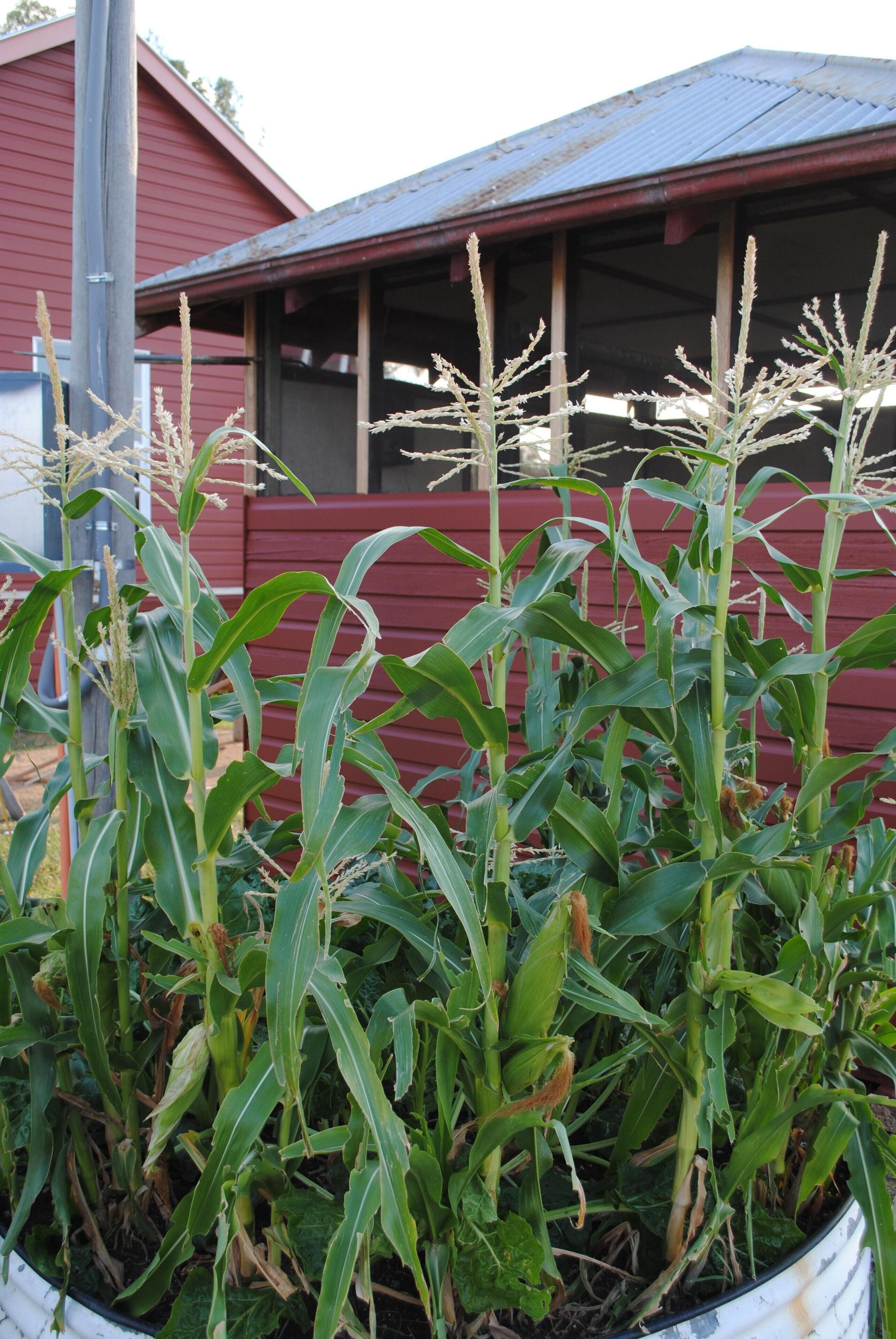 Fabulous Country Stay on New England Cattle & Sheep Property